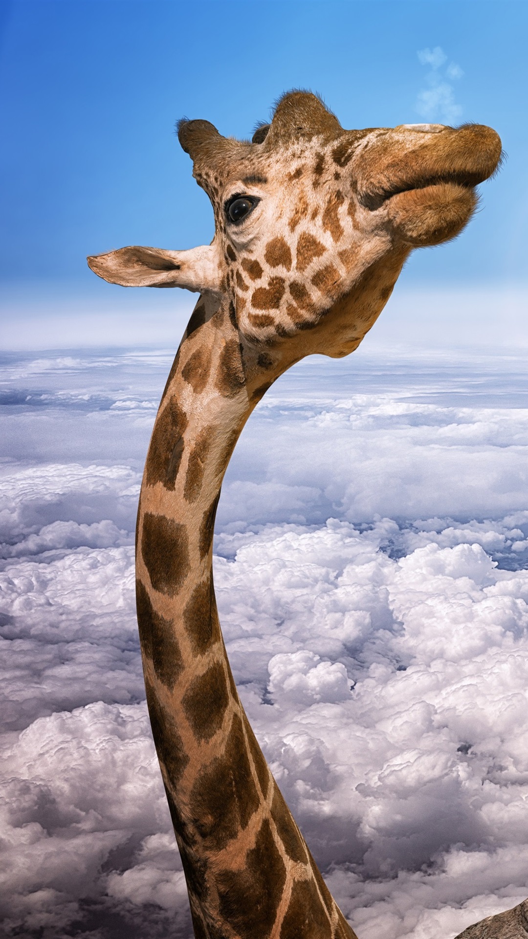 Iphone Giraffe Wallpapers