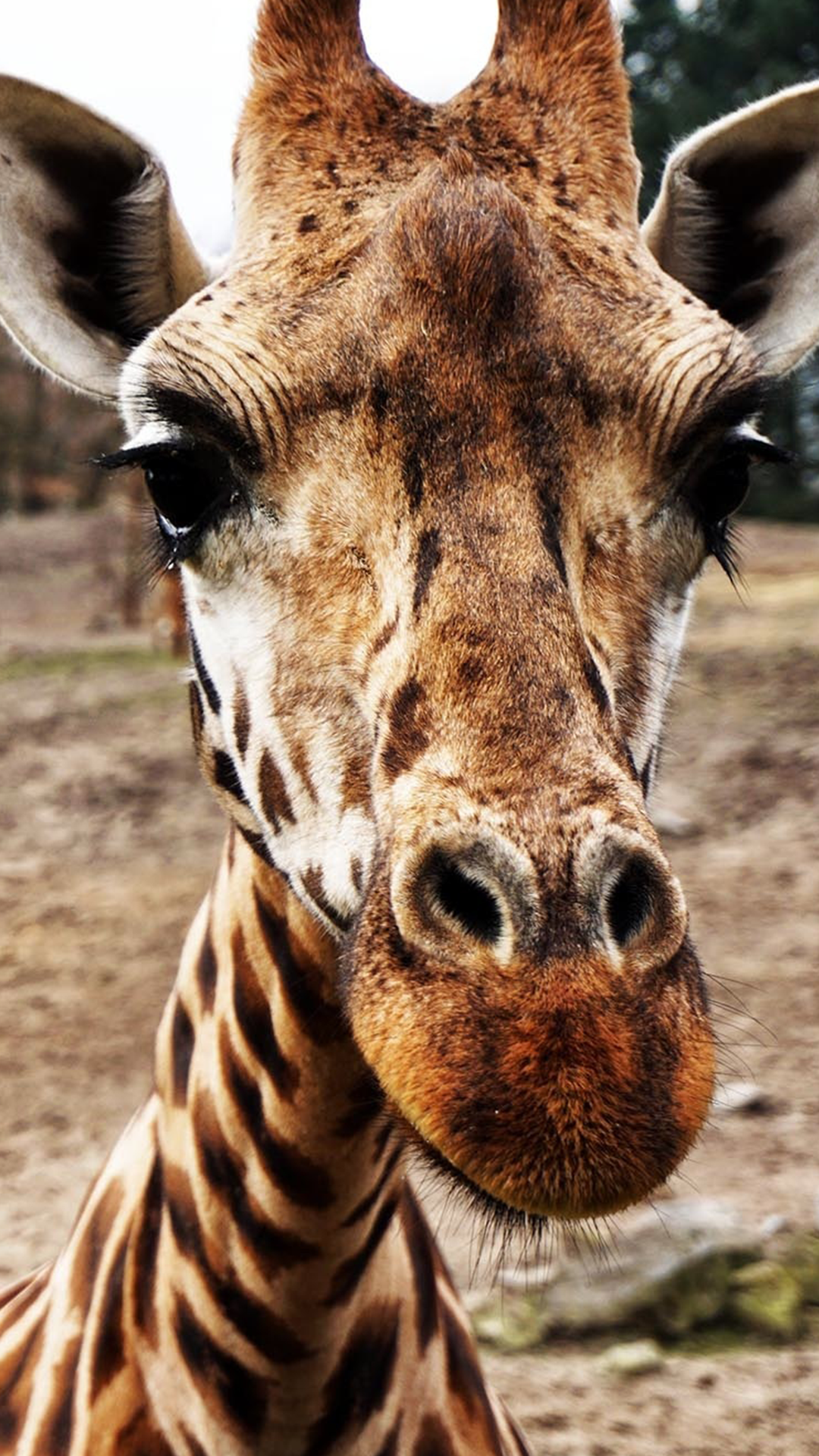 Iphone Giraffe Wallpapers