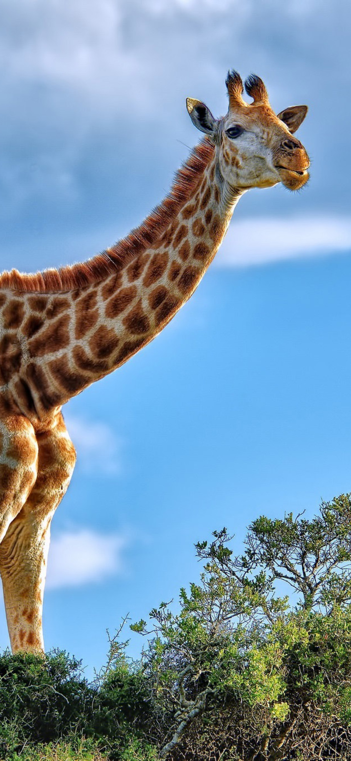 Iphone Giraffe Wallpapers