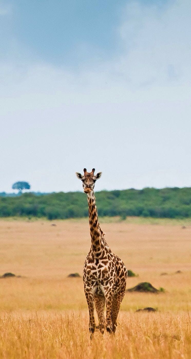 Iphone Giraffe Wallpapers