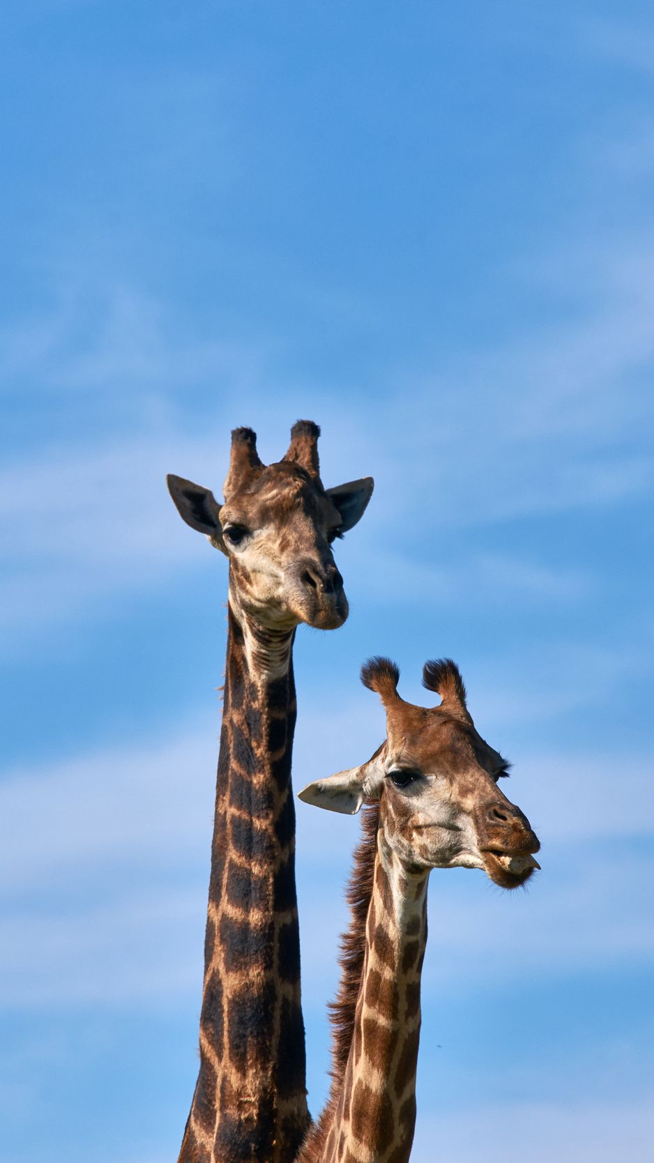 Iphone Giraffe Wallpapers