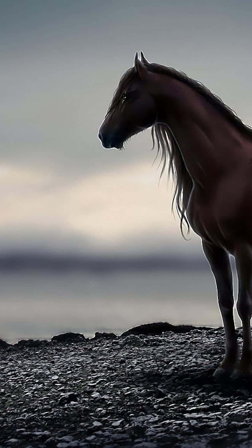 Iphone Horse Wallpapers