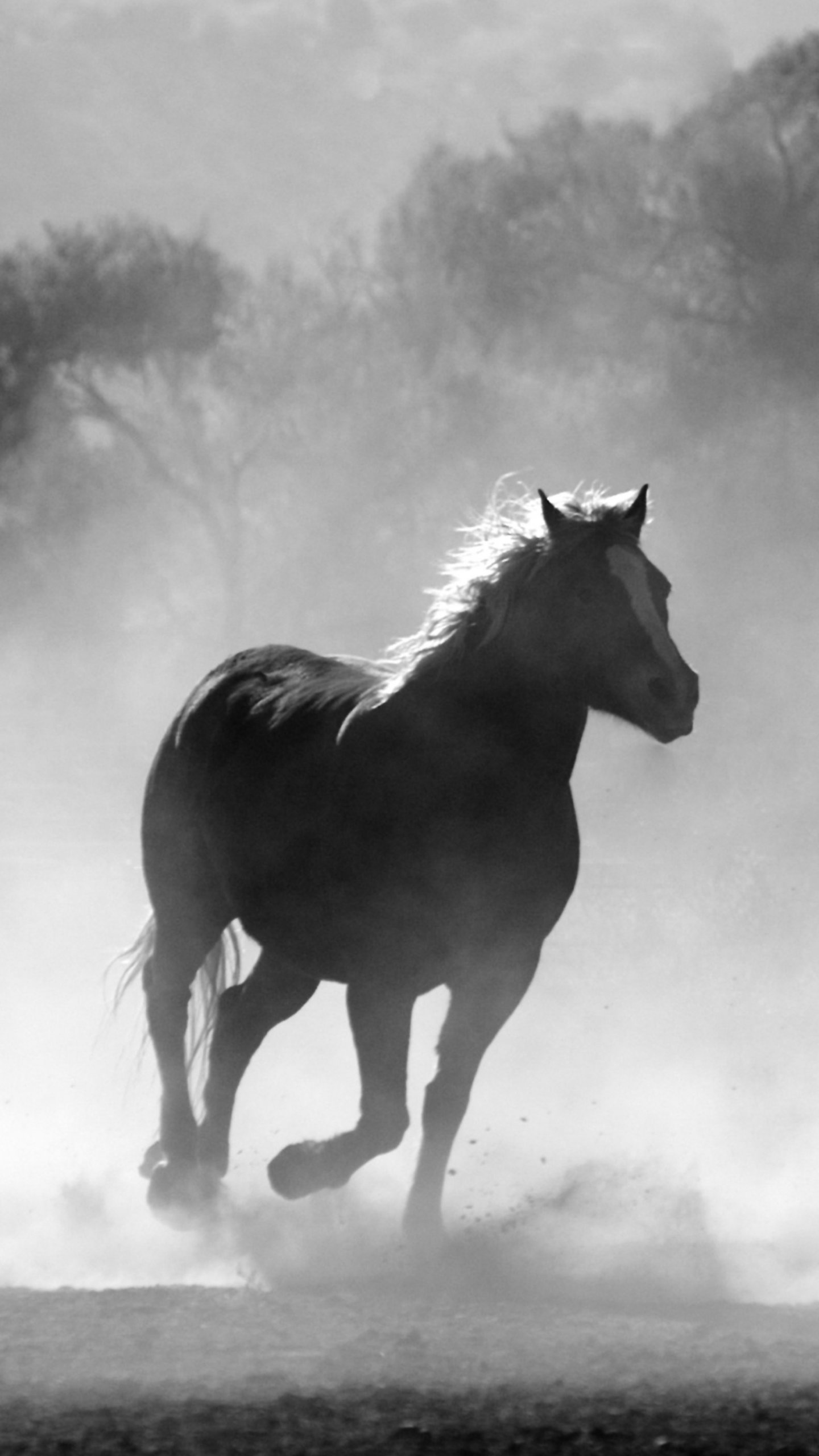 Iphone Horse Wallpapers