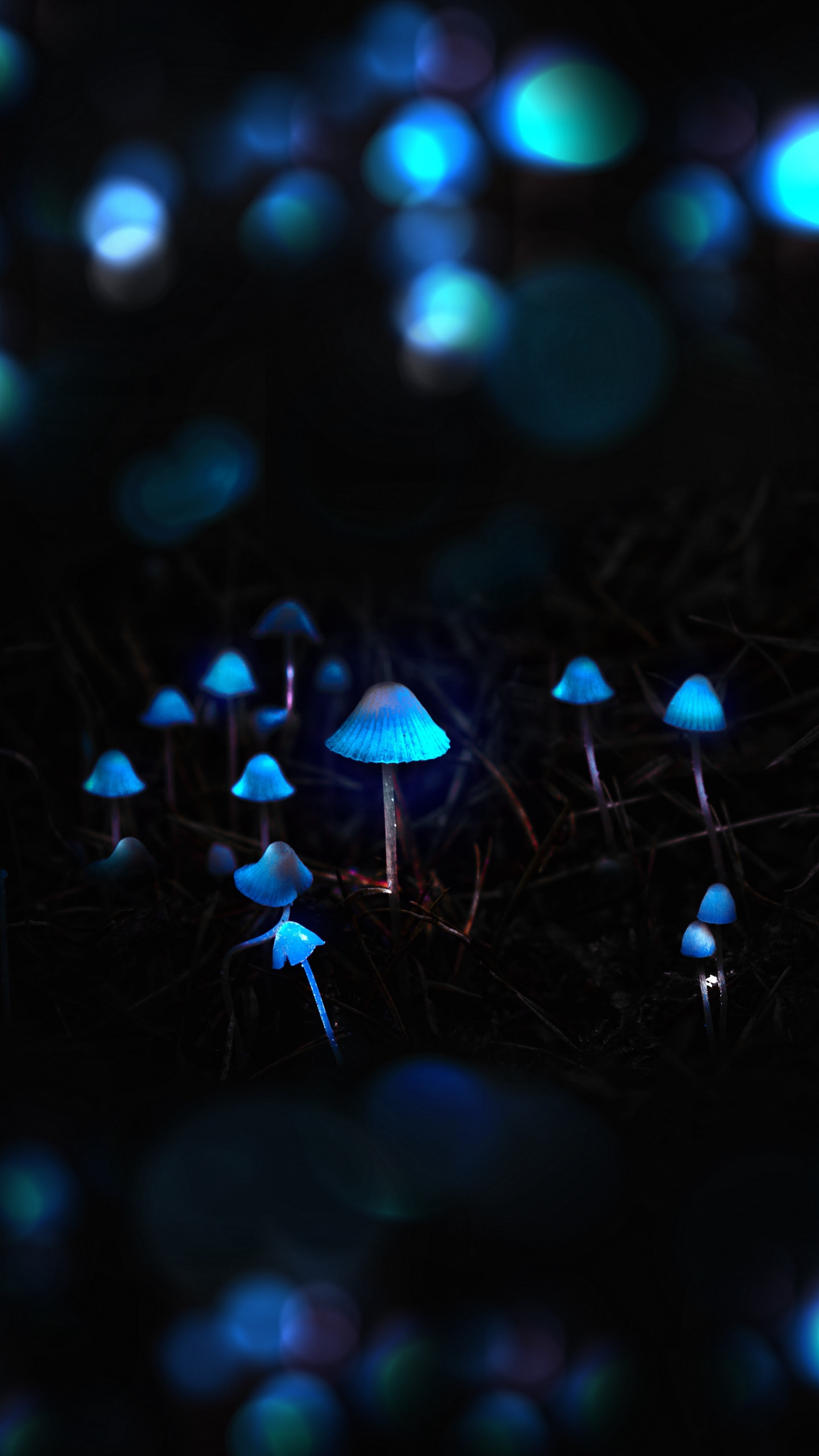 Iphone Mushroom Wallpapers