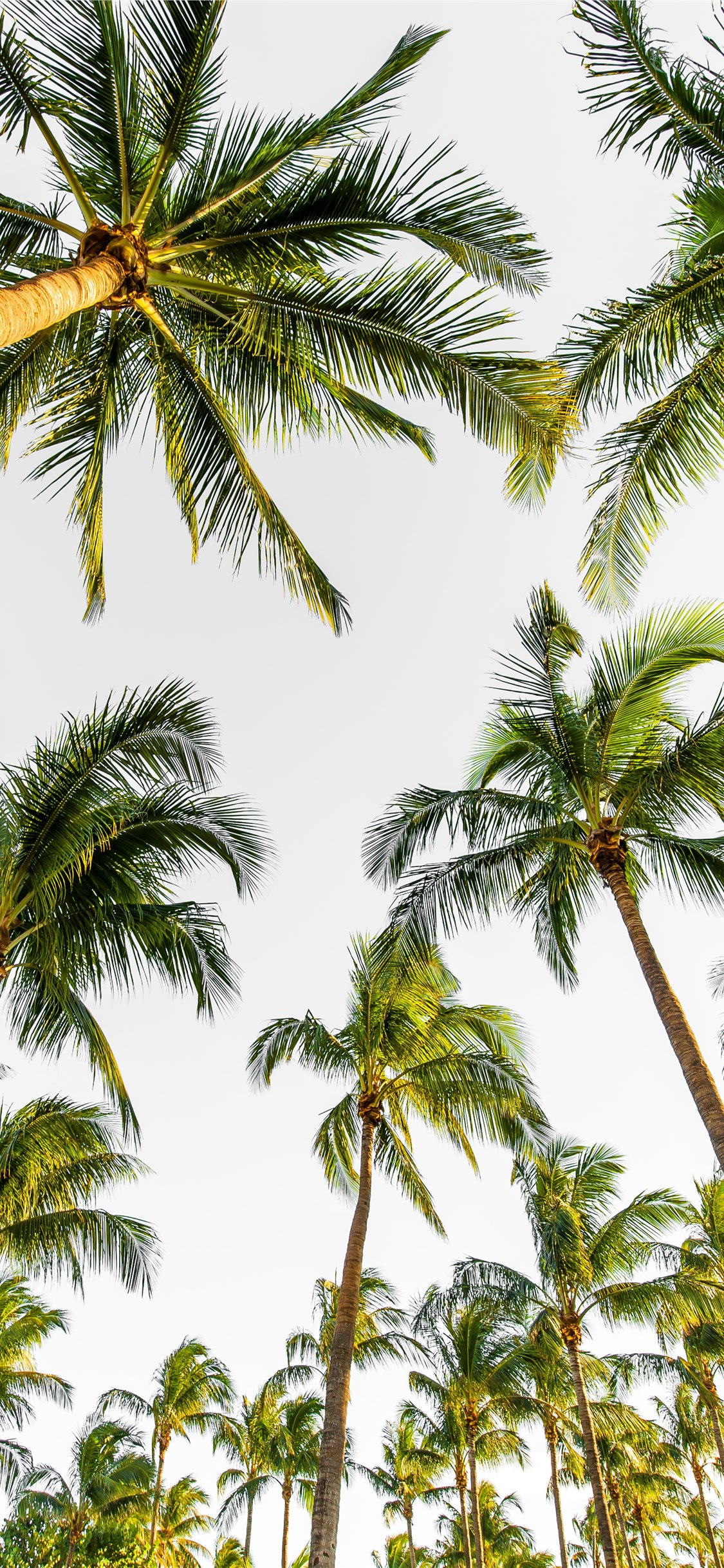 Iphone Palm Tree Wallpapers