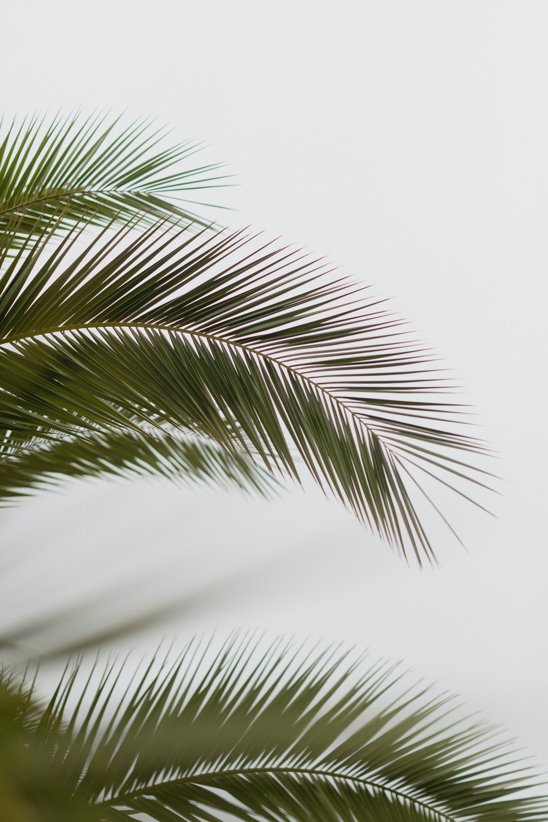 Iphone Palm Tree Wallpapers