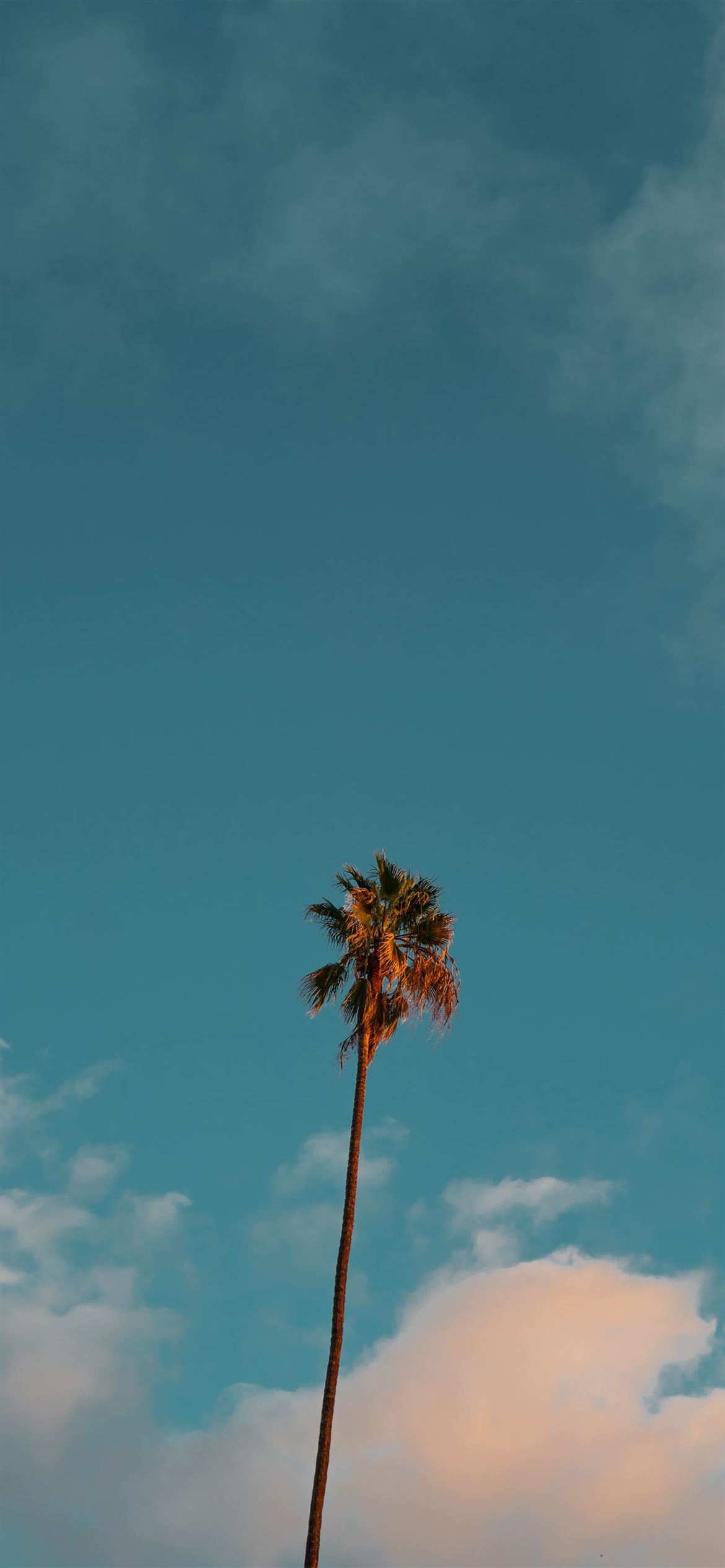 Iphone Palm Tree Wallpapers