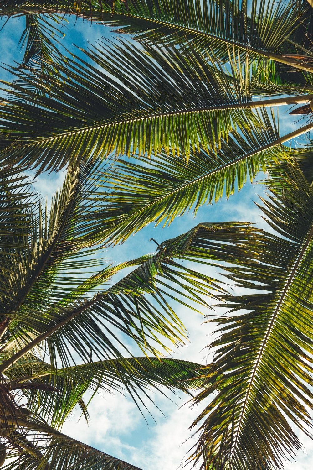 Iphone Palm Tree Wallpapers