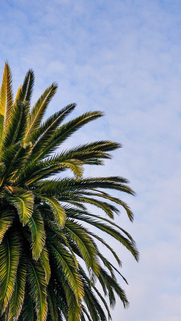 Iphone Palm Tree Wallpapers