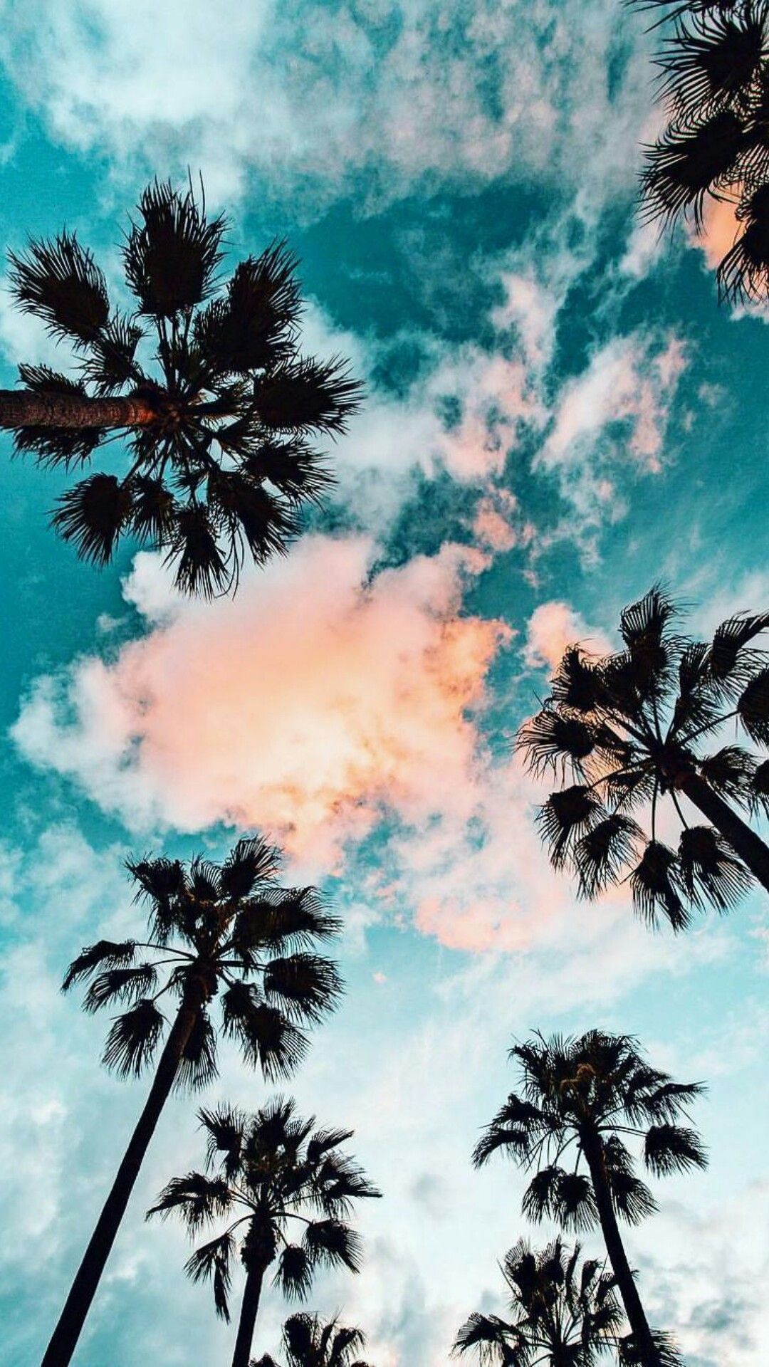 Iphone Palm Tree Wallpapers