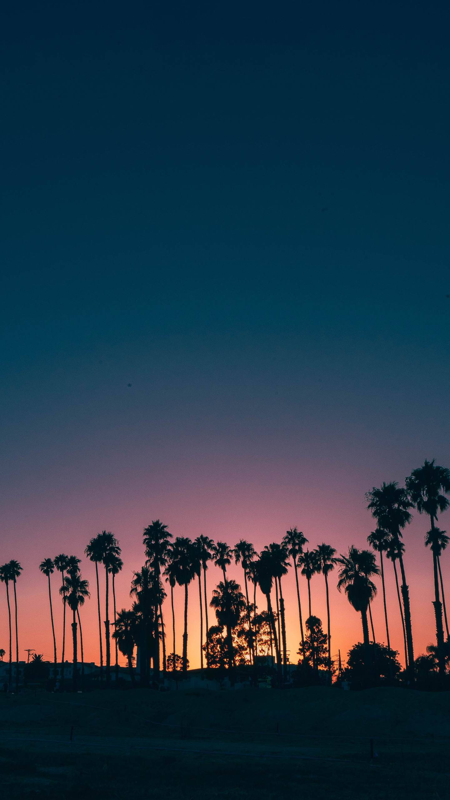 Iphone Palm Tree Wallpapers