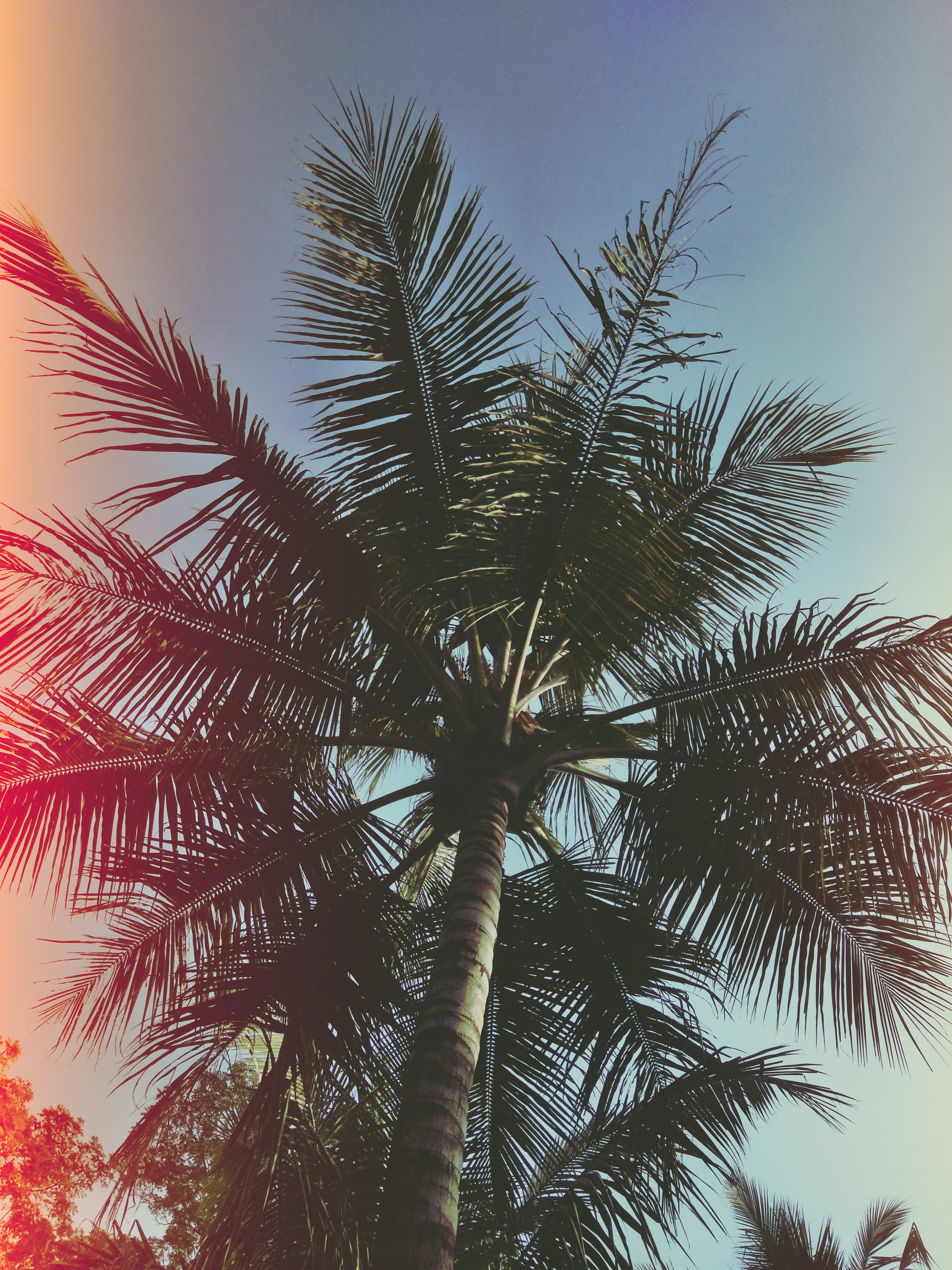 Iphone Palm Tree Wallpapers