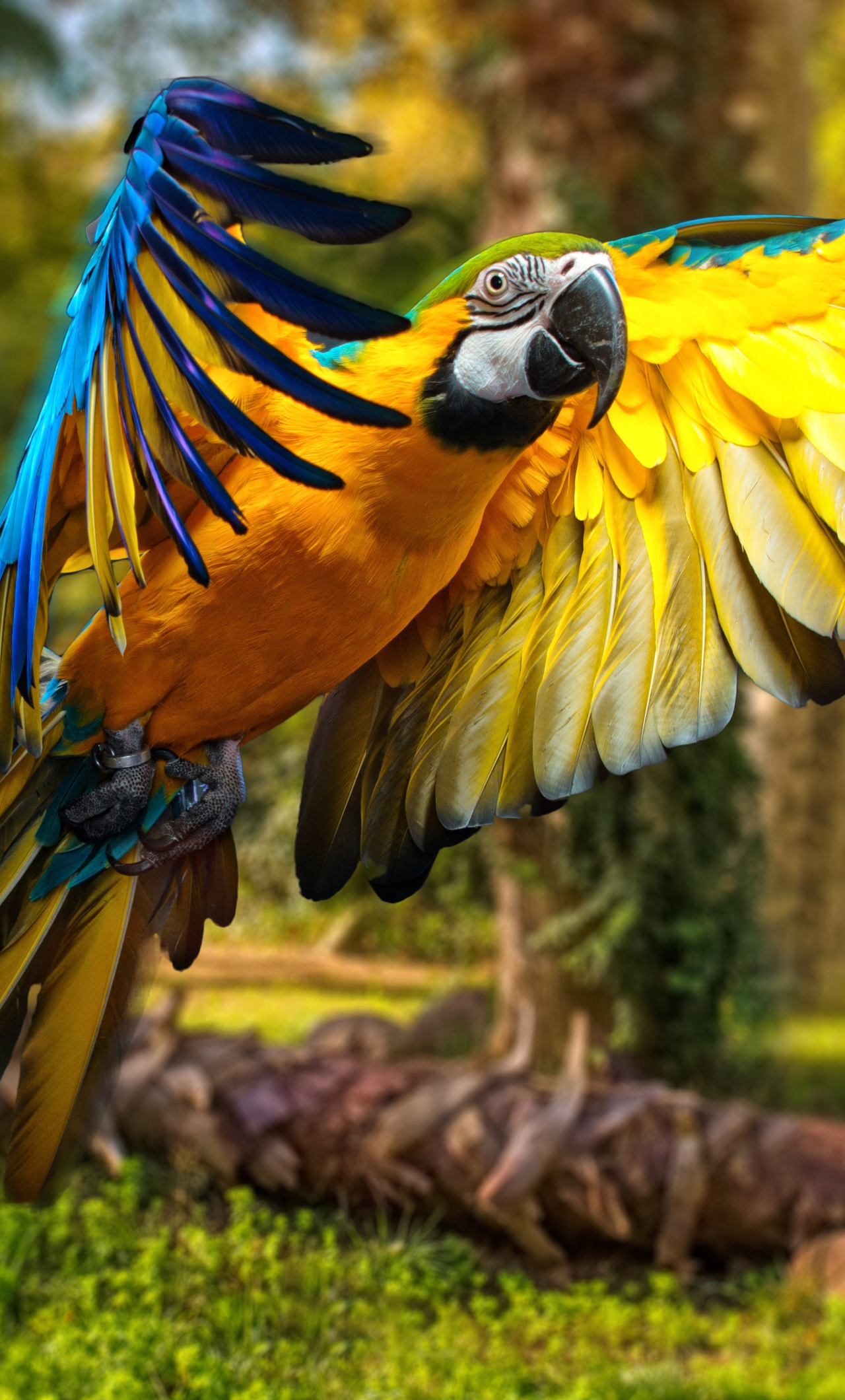 Iphone Parrot Wallpapers