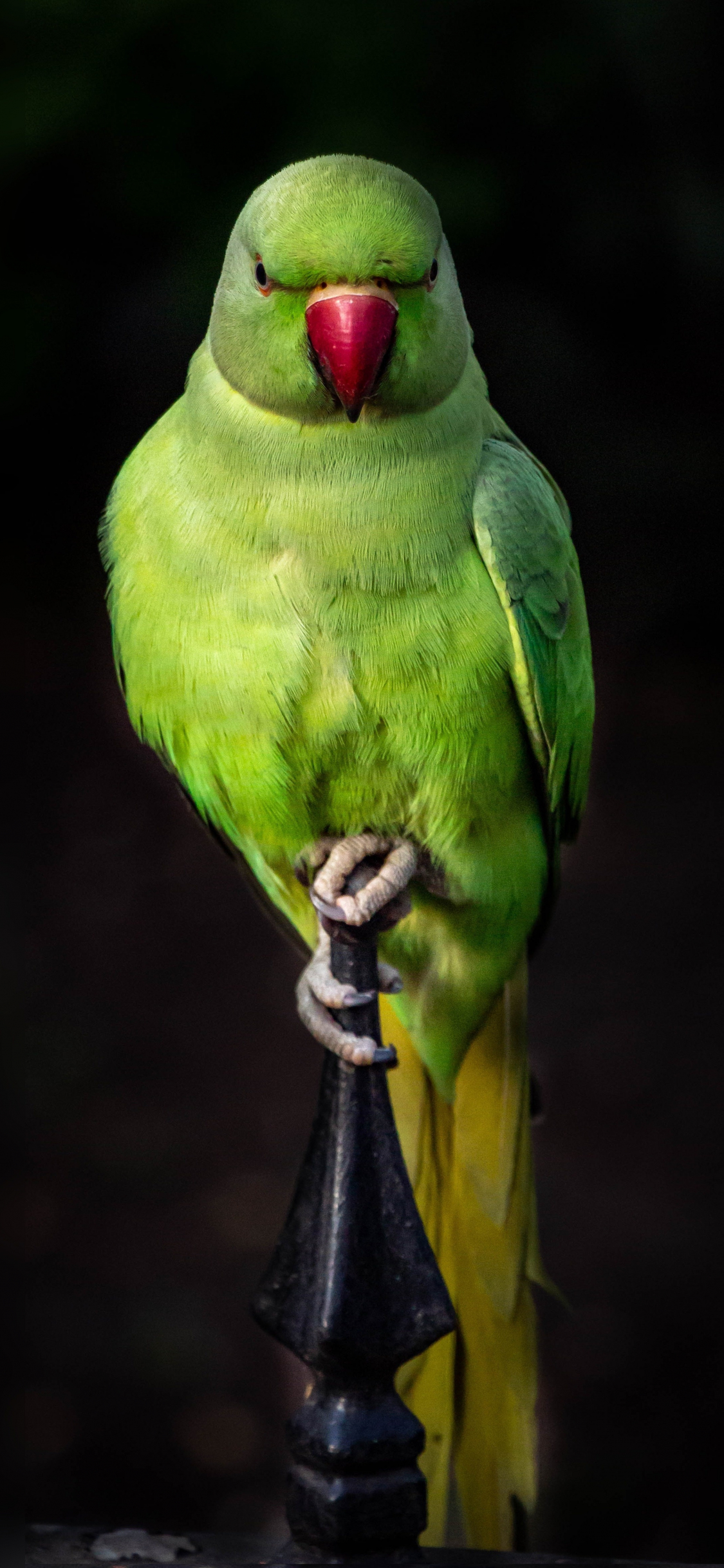 Iphone Parrot Wallpapers