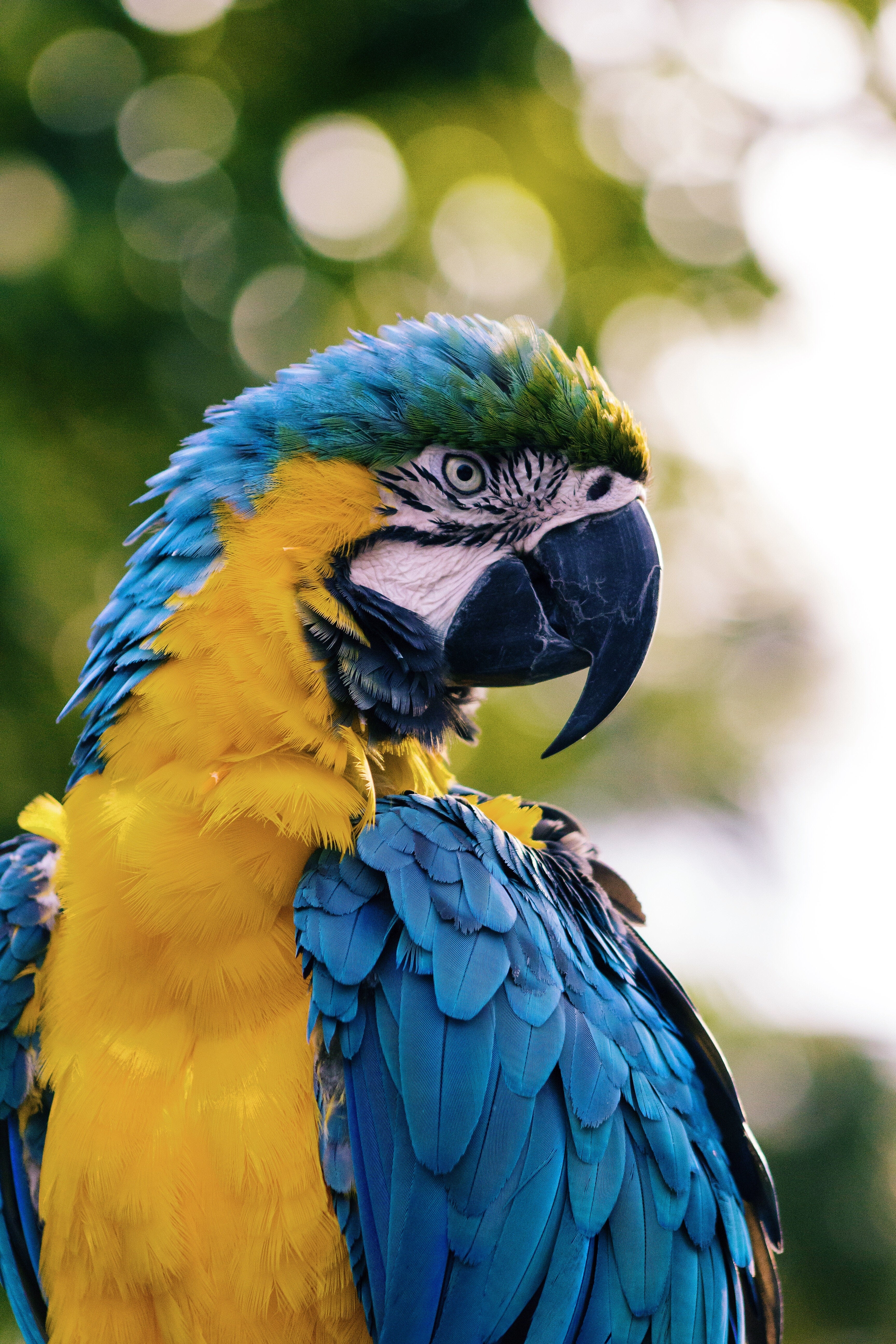 Iphone Parrot Wallpapers