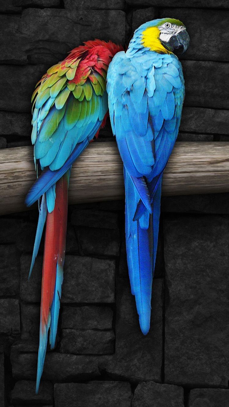 Iphone Parrot Wallpapers