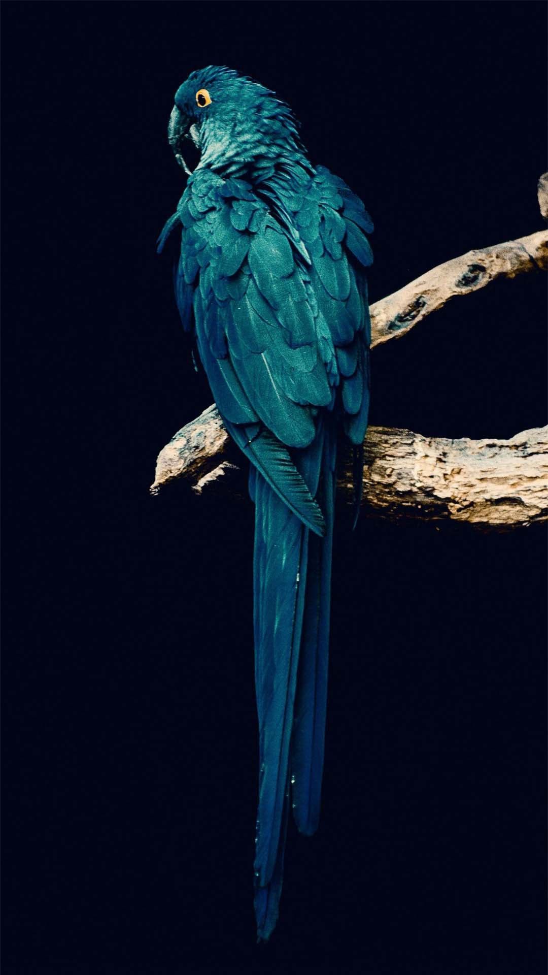 Iphone Parrot Wallpapers