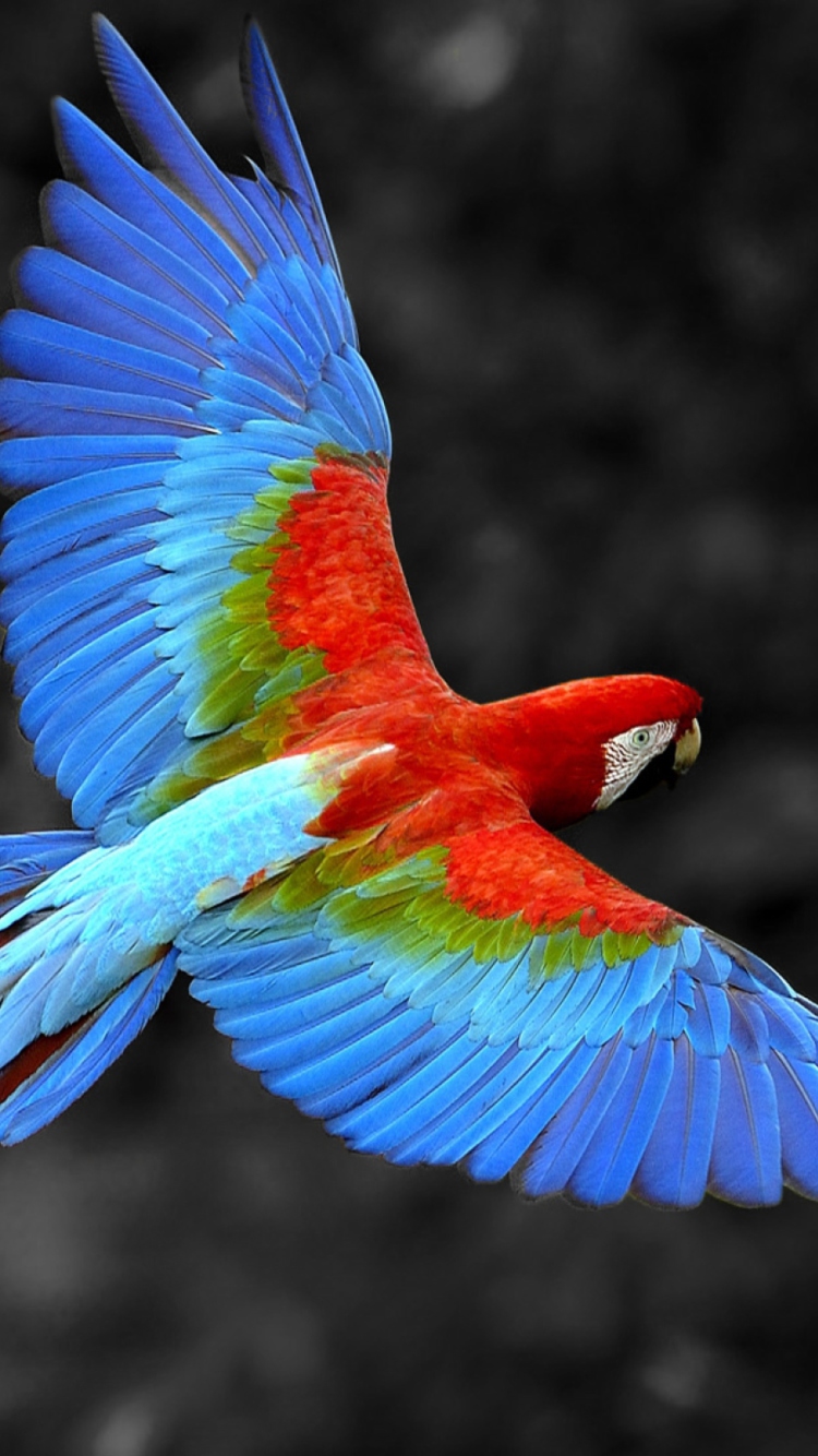 Iphone Parrot Wallpapers