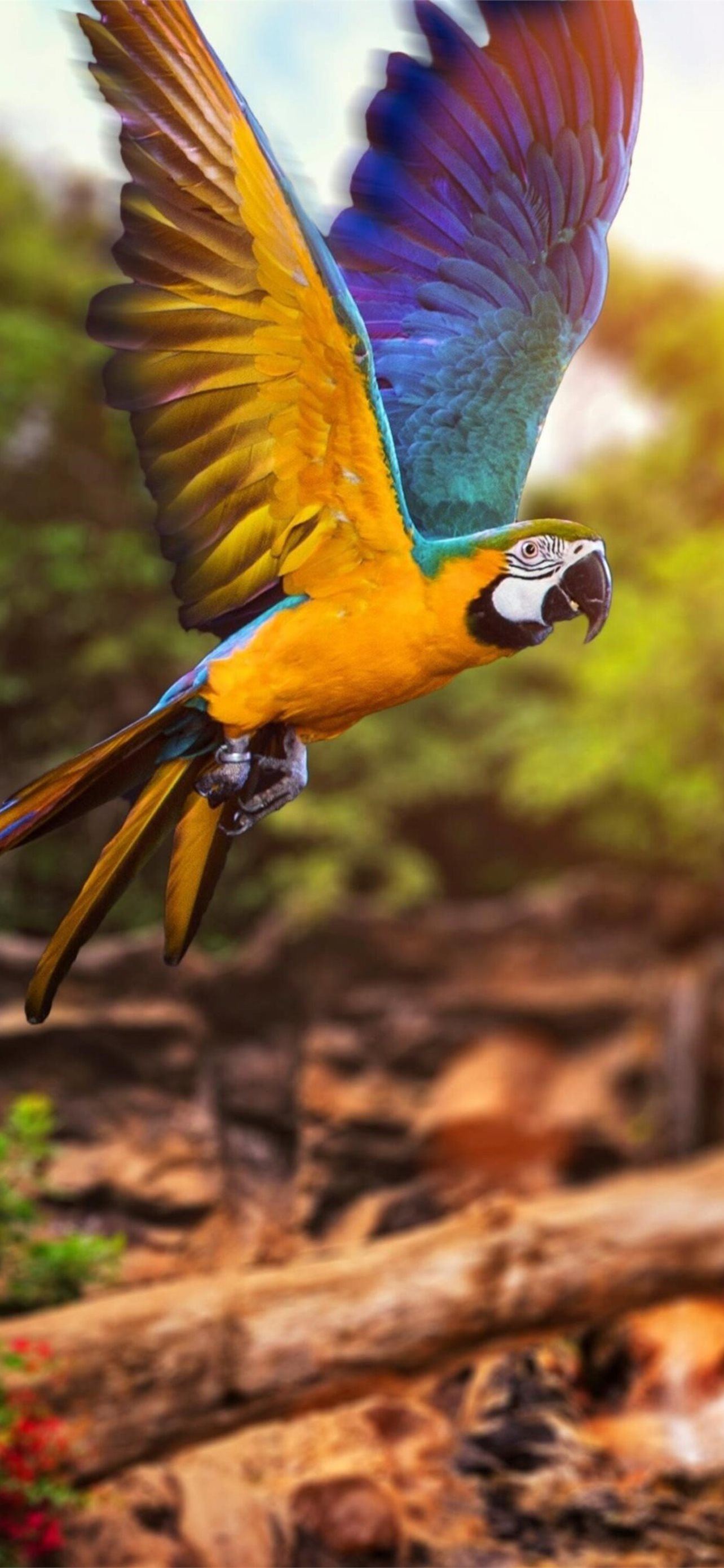 Iphone Parrot Wallpapers