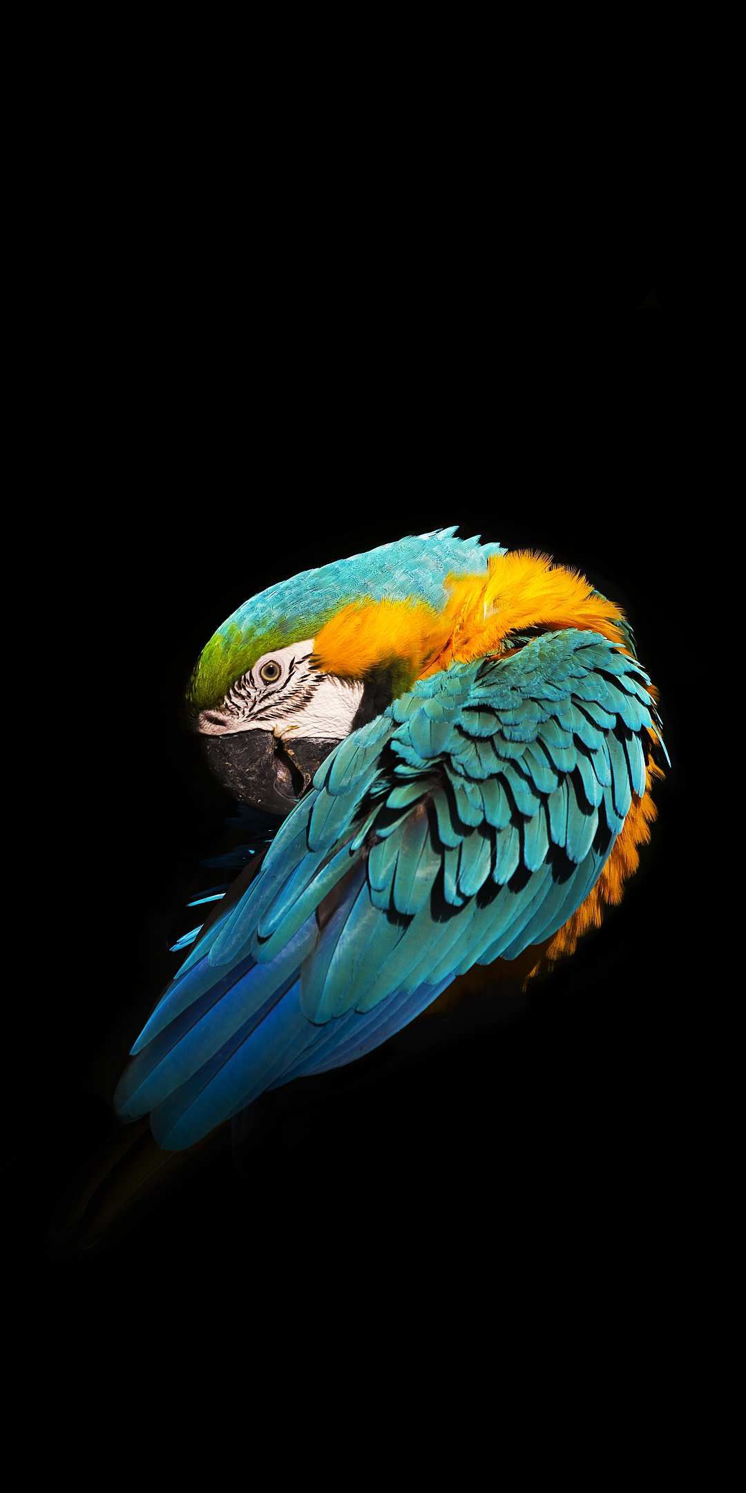 Iphone Parrot Wallpapers