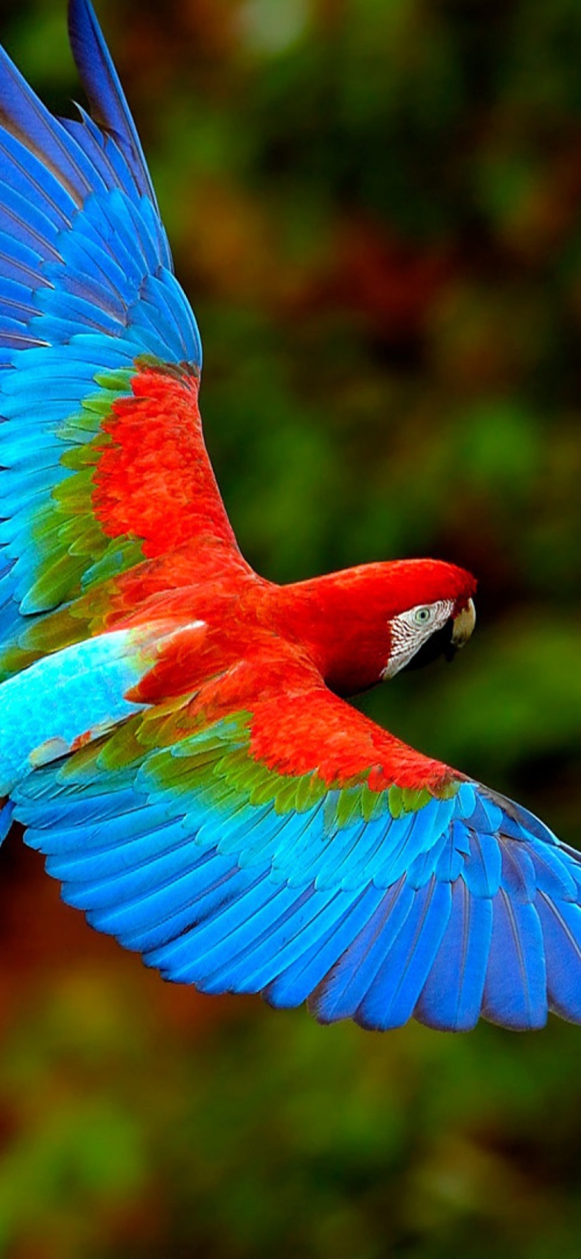 Iphone Parrot Wallpapers