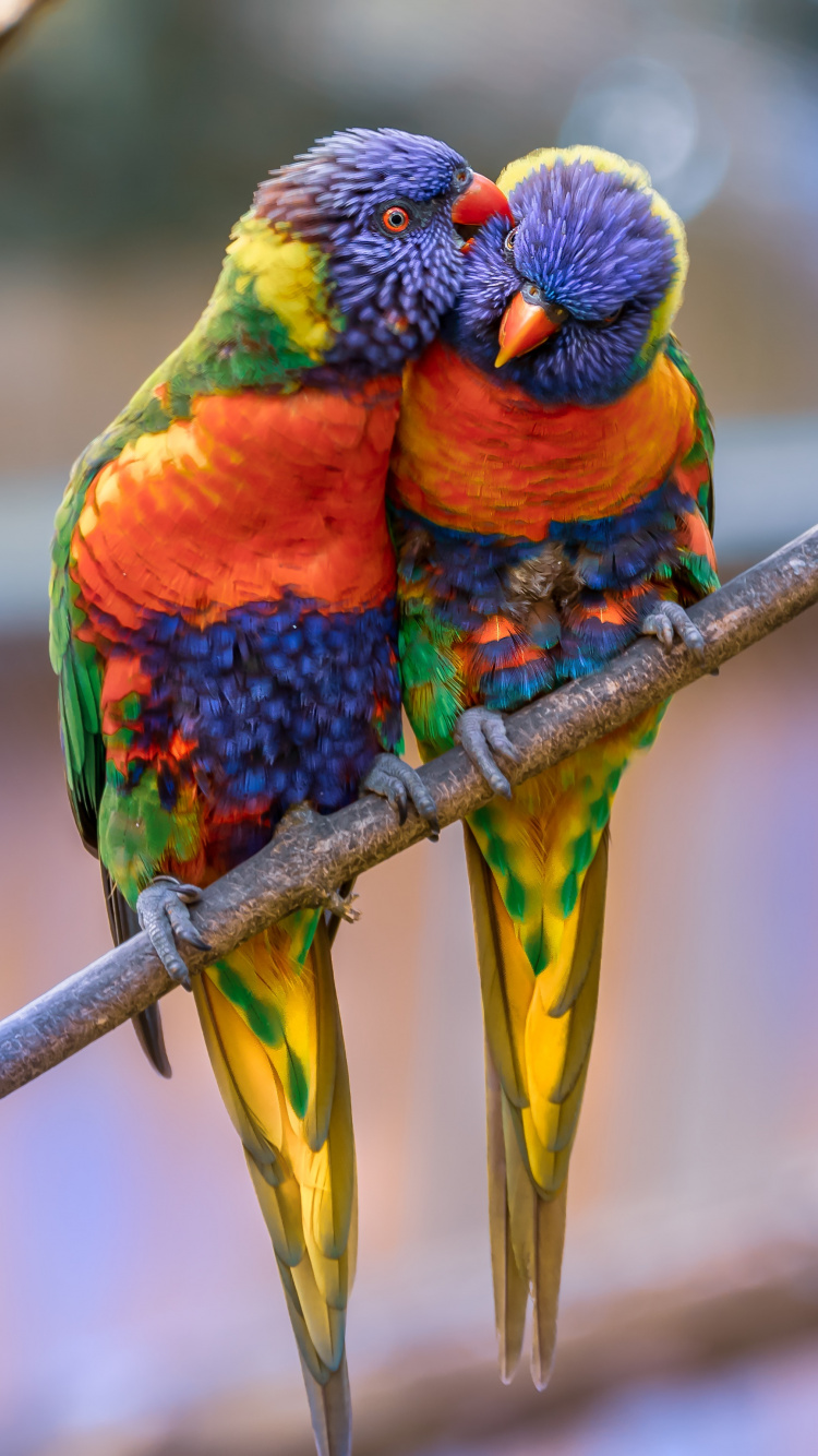 Iphone Parrot Wallpapers