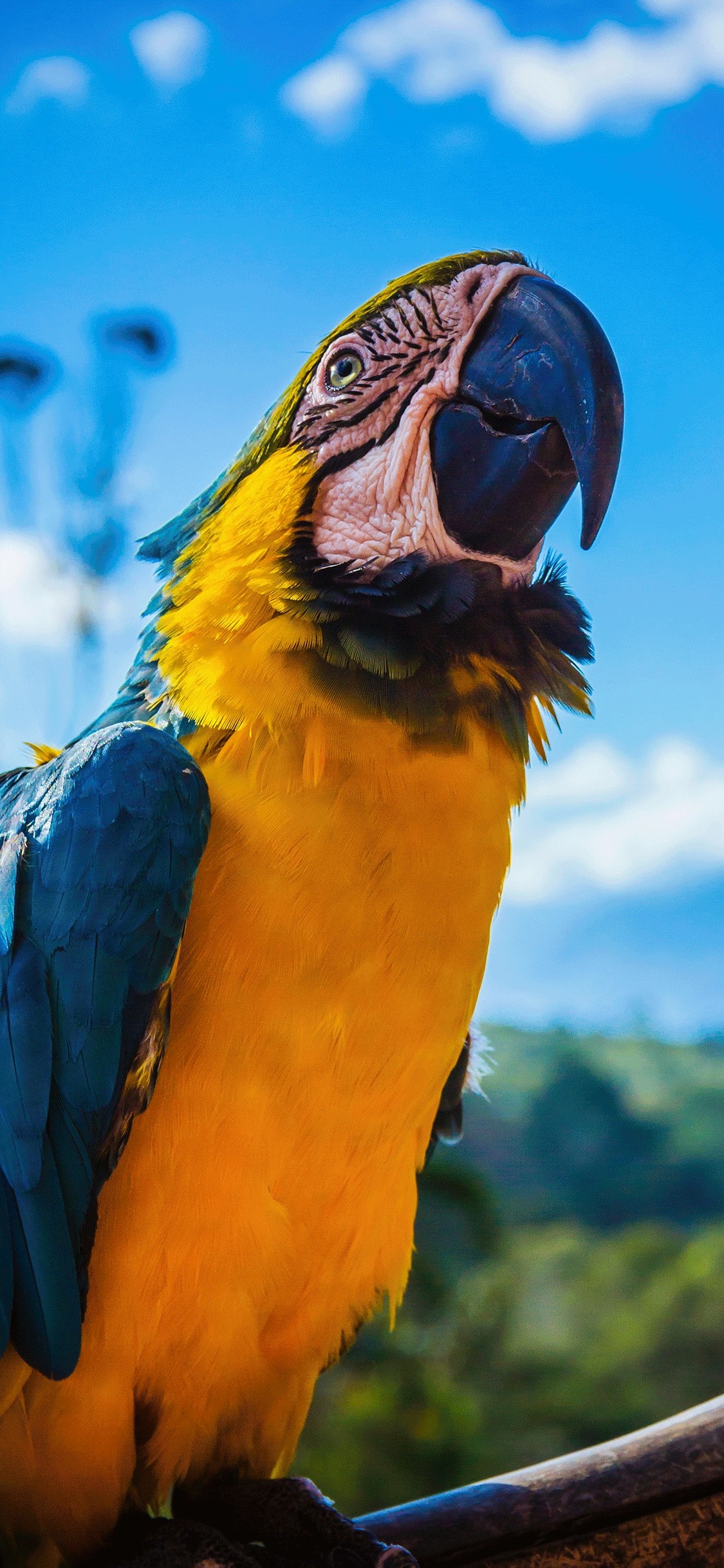 Iphone Parrot Wallpapers