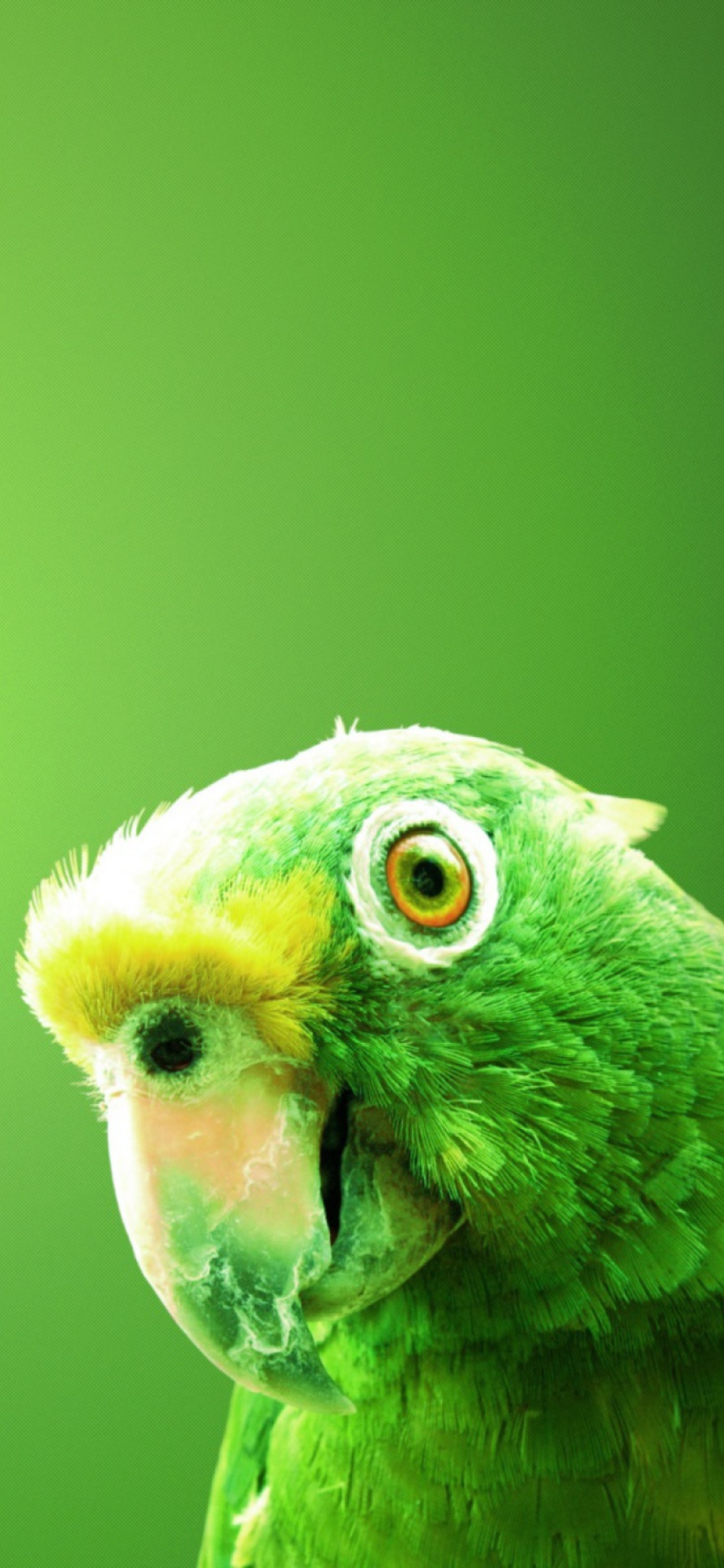 Iphone Parrot Wallpapers