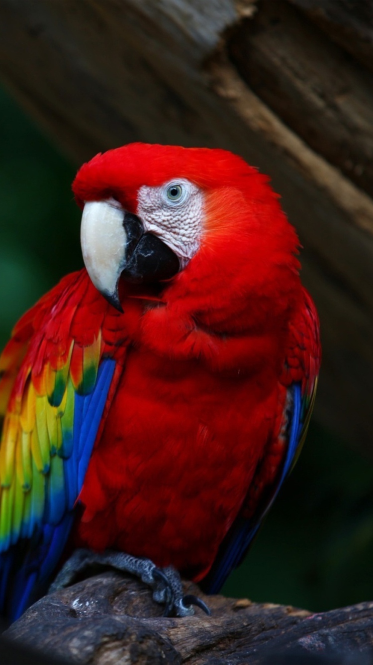 Iphone Parrot Wallpapers