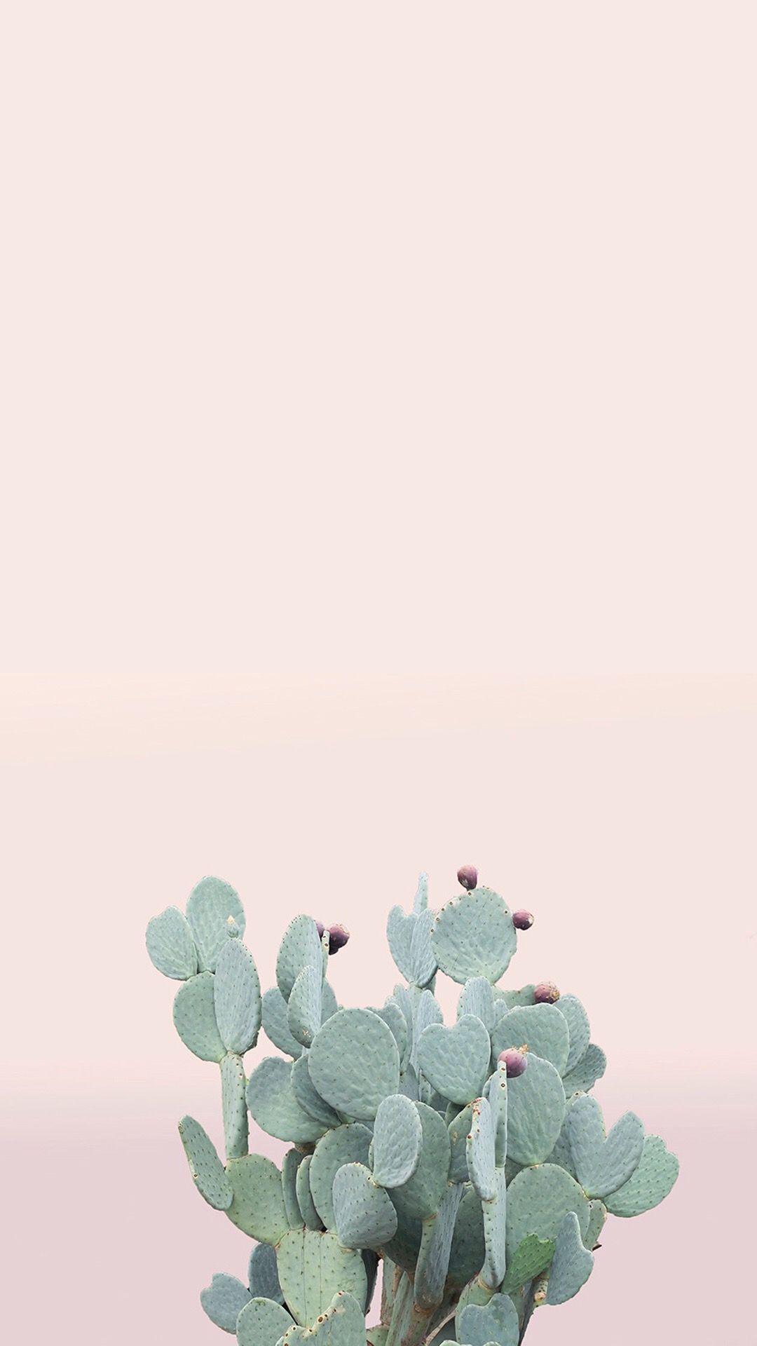 Iphone Pastel Cactus Wallpapers