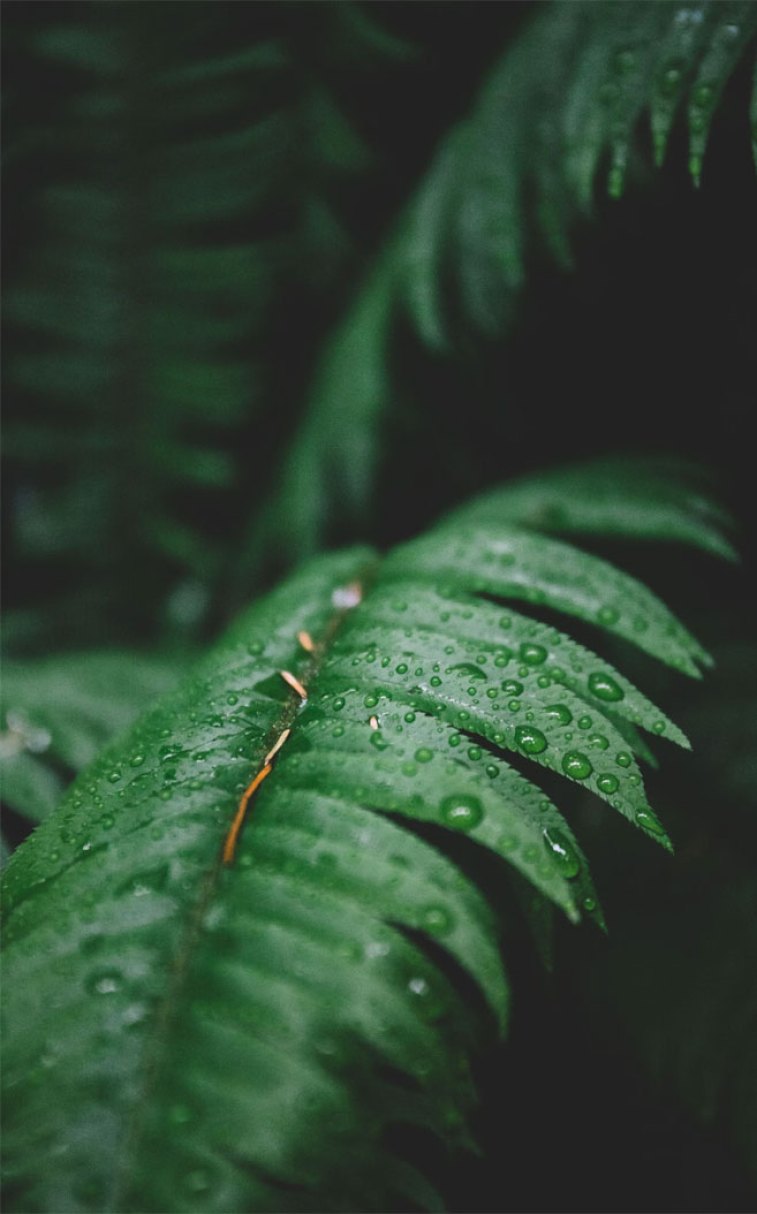 Iphone Rain Wallpapers