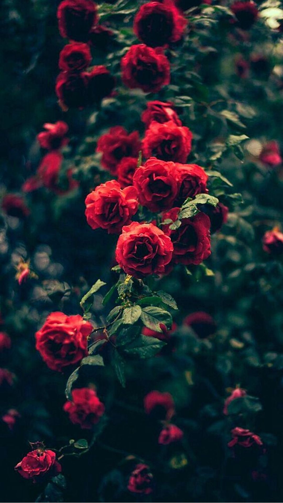 Iphone Rose Wallpapers