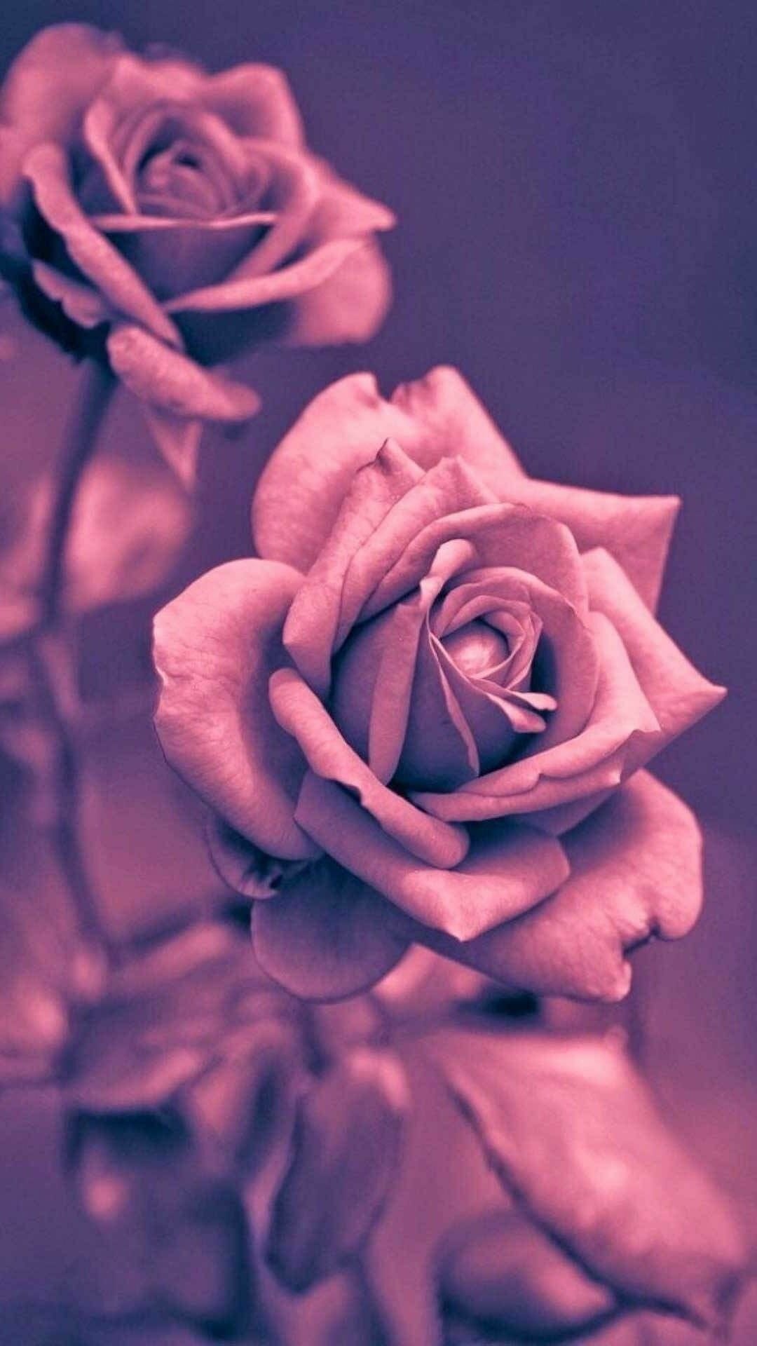 Iphone Rose Wallpapers