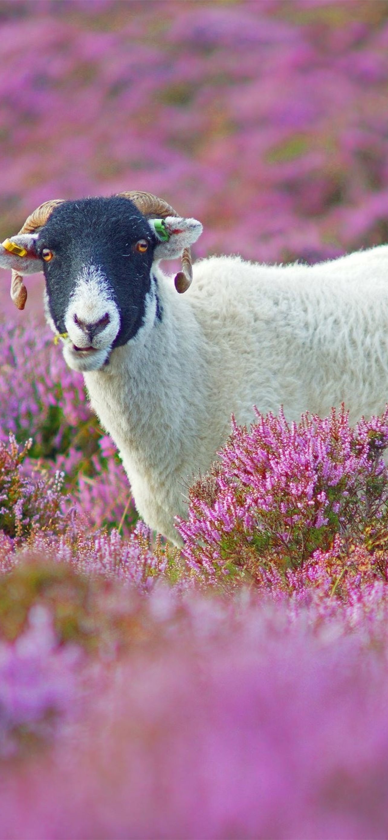 Iphone Sheep Wallpapers