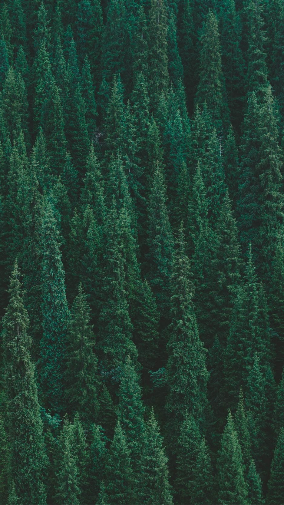 Iphone Trees Wallpapers