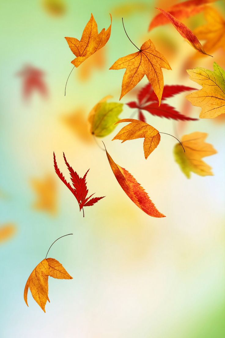 Iphone Tumblr Leaf Wallpapers