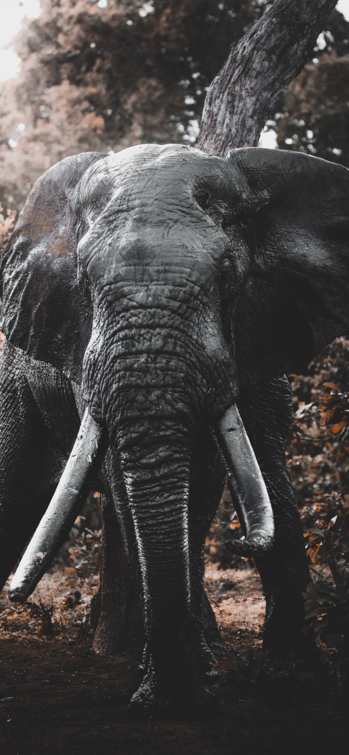 Iphone X Elephant Image Wallpapers