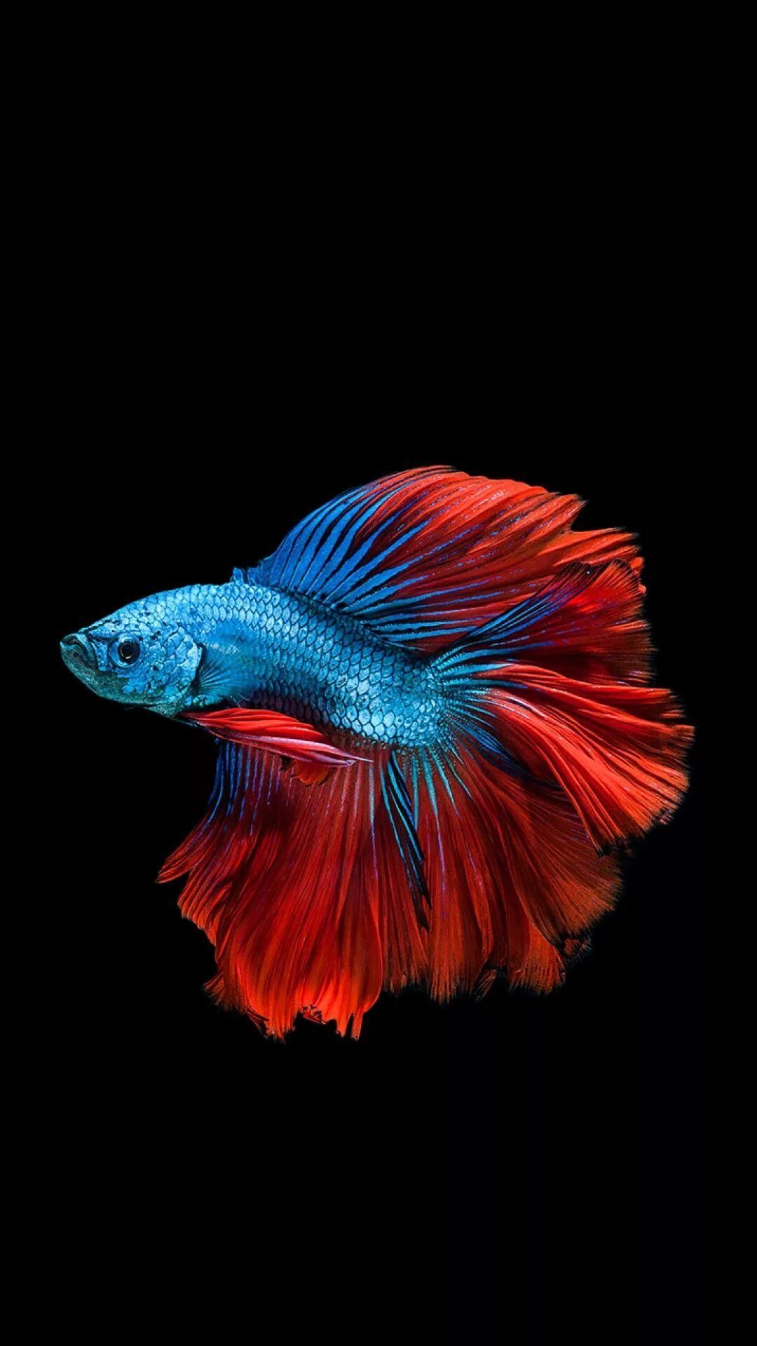 Iphone X Fish Wallpapers