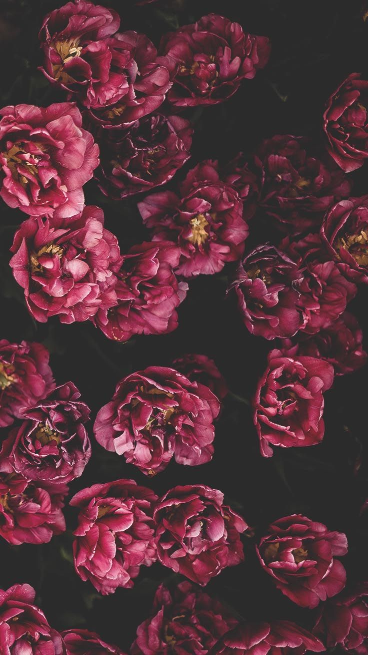 Iphone X Flowers Wallpapers