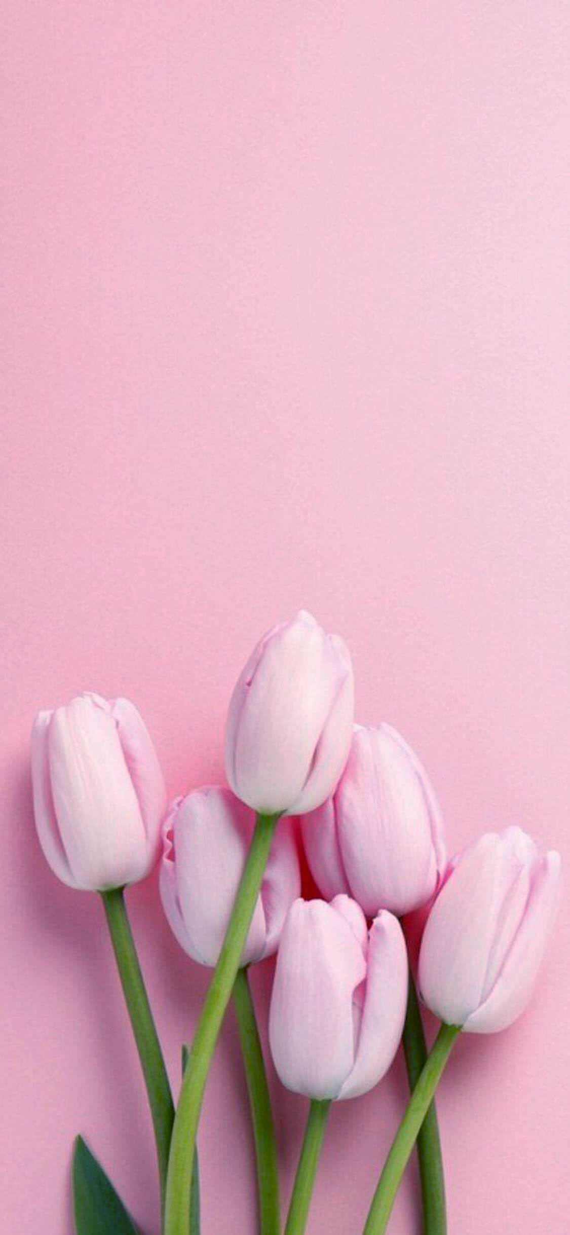Iphone X Flowers Wallpapers