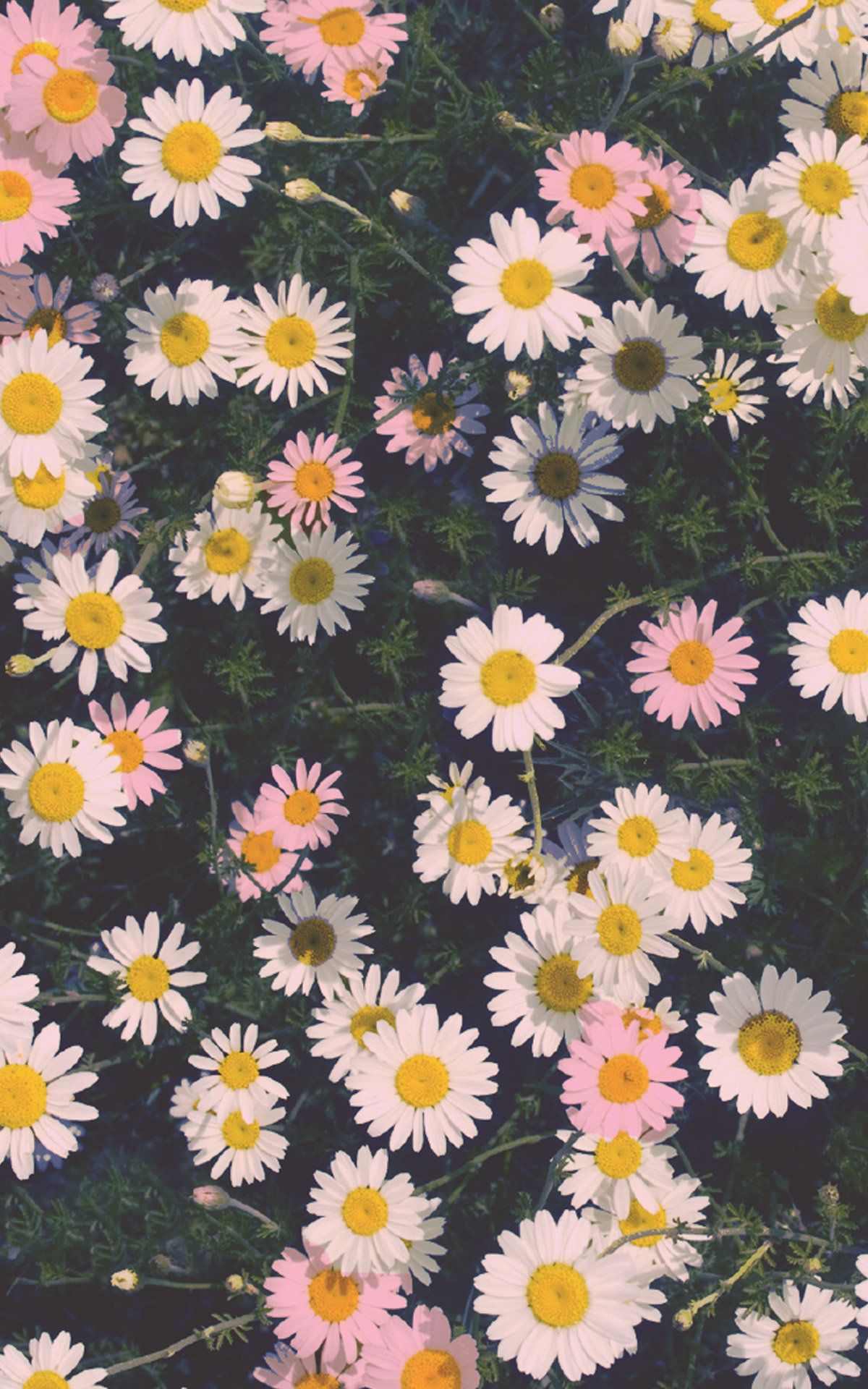 Iphone X Flowers Wallpapers