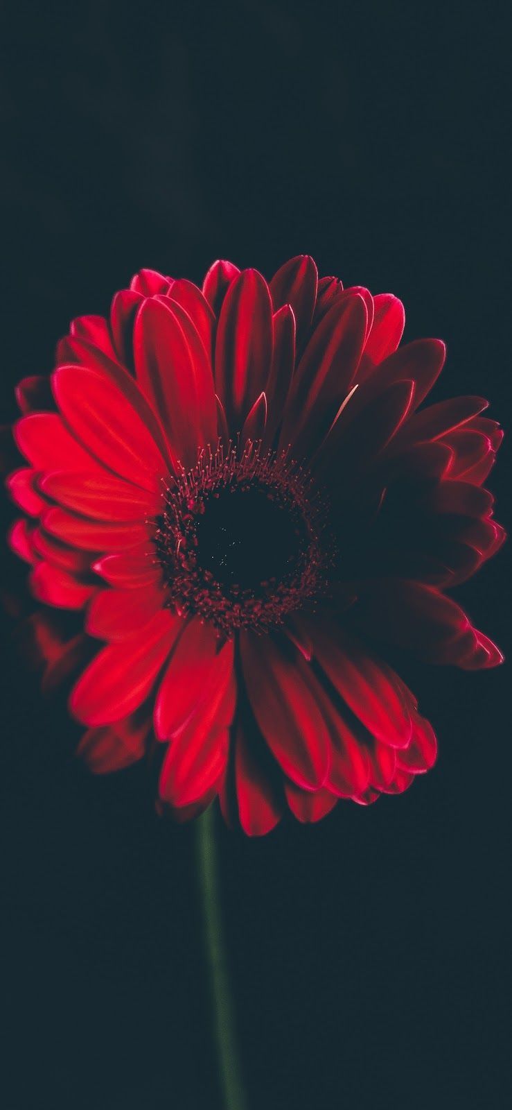 Iphone X Flowers Wallpapers