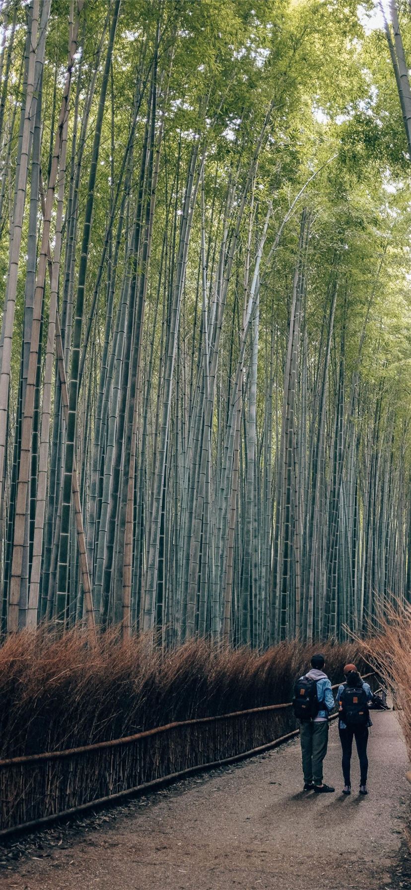 Iphone Xs Max Bamboo Wallpapers