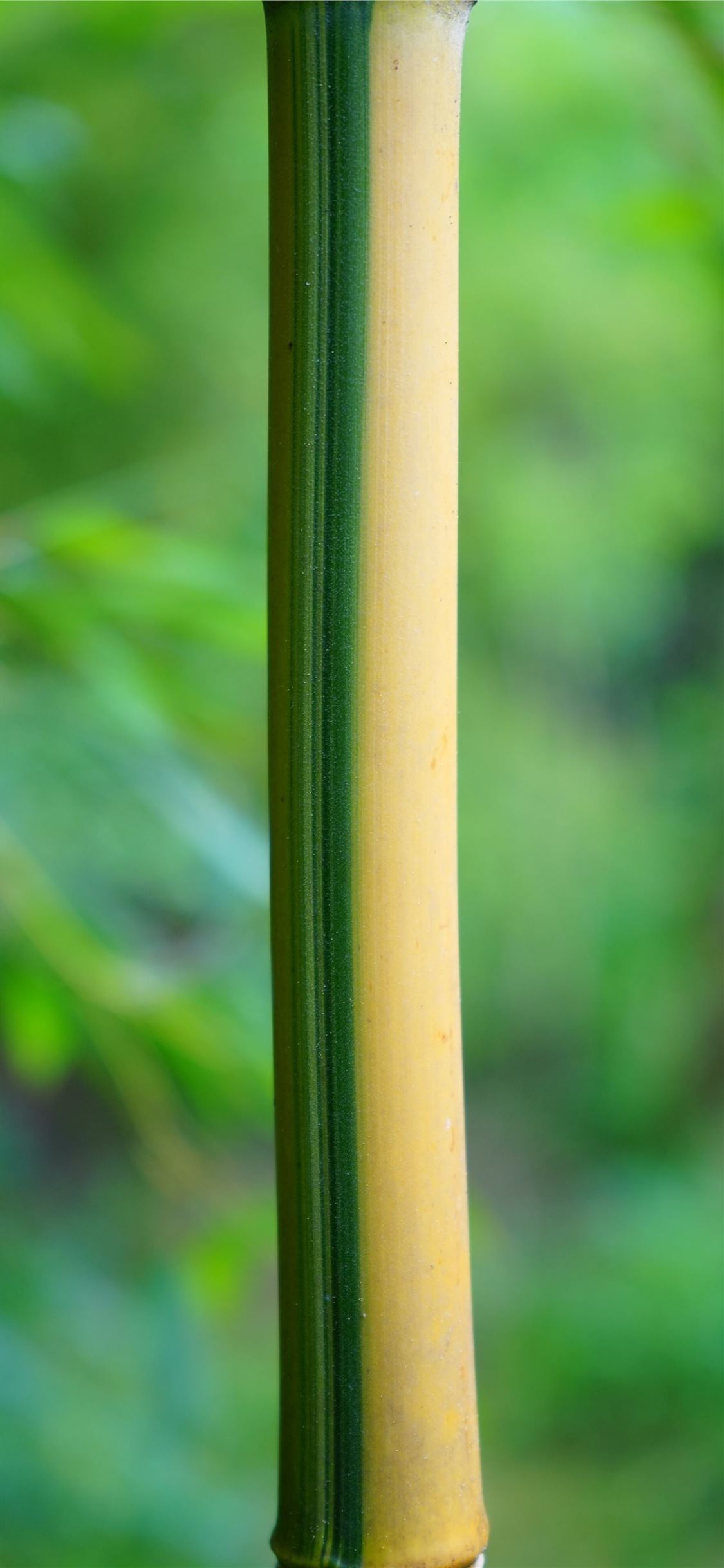 Iphone Xs Max Bamboo Wallpapers