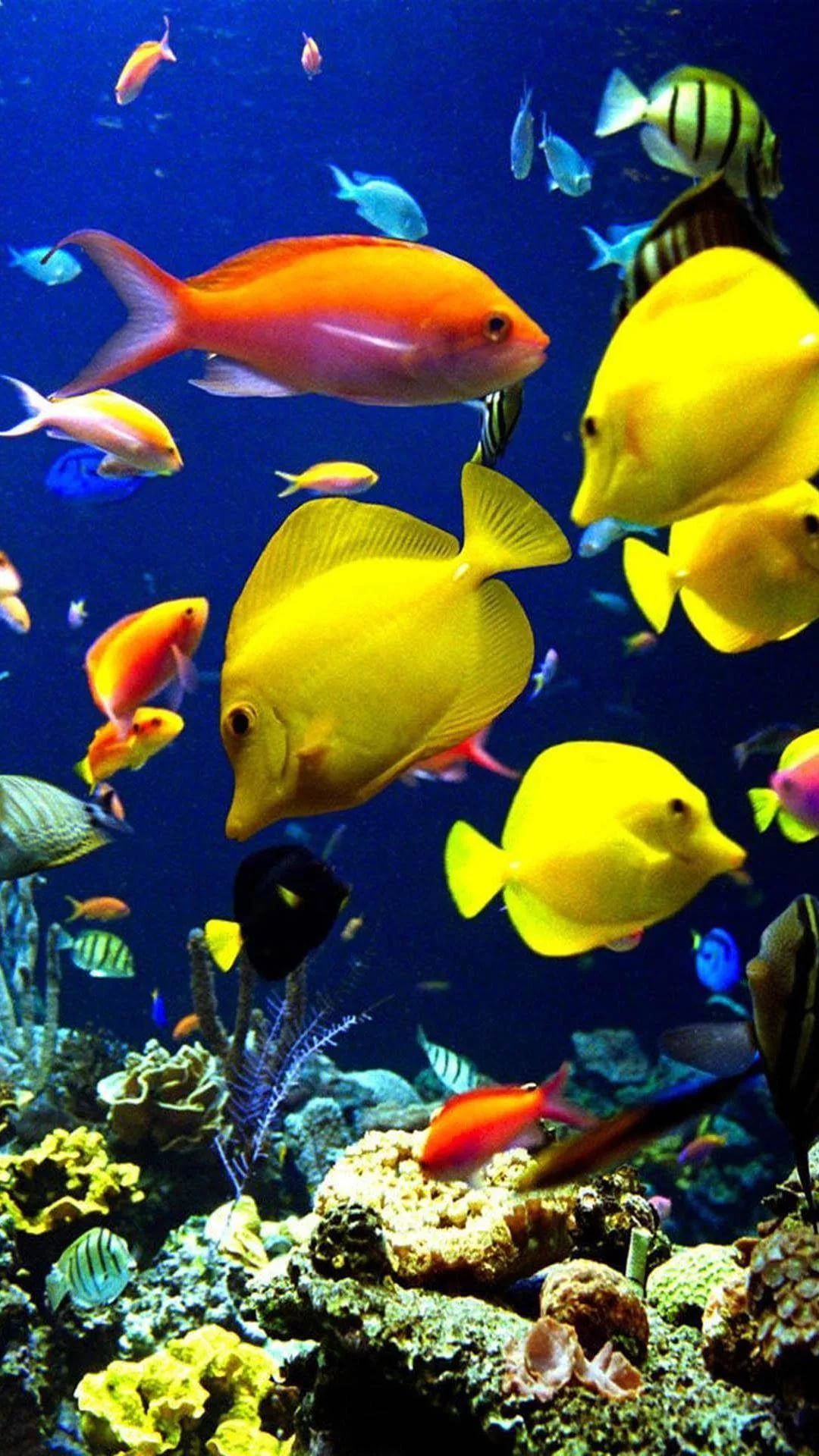 Iphone Xs Max Fish Wallpapers