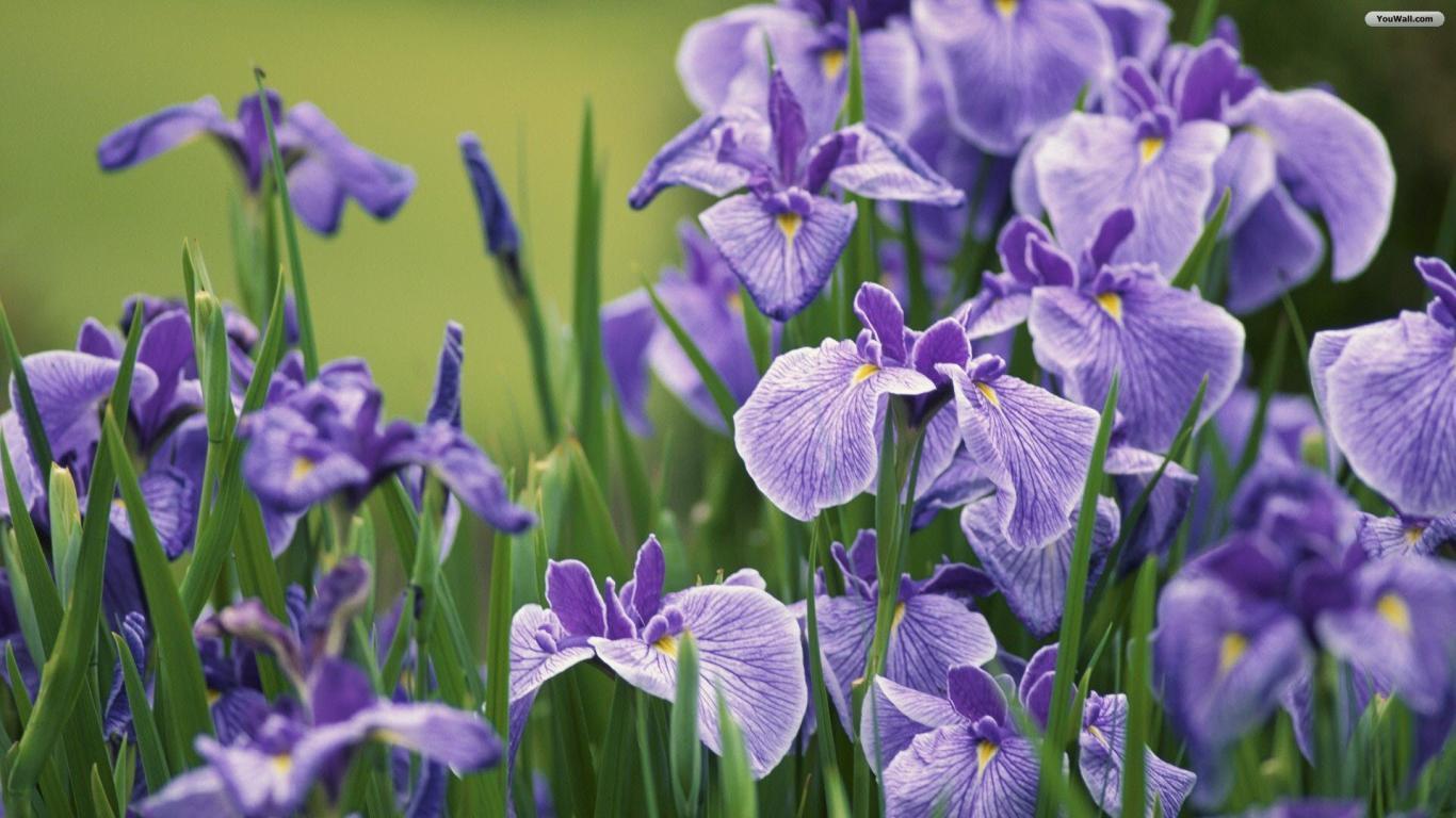 Iris Wallpapers