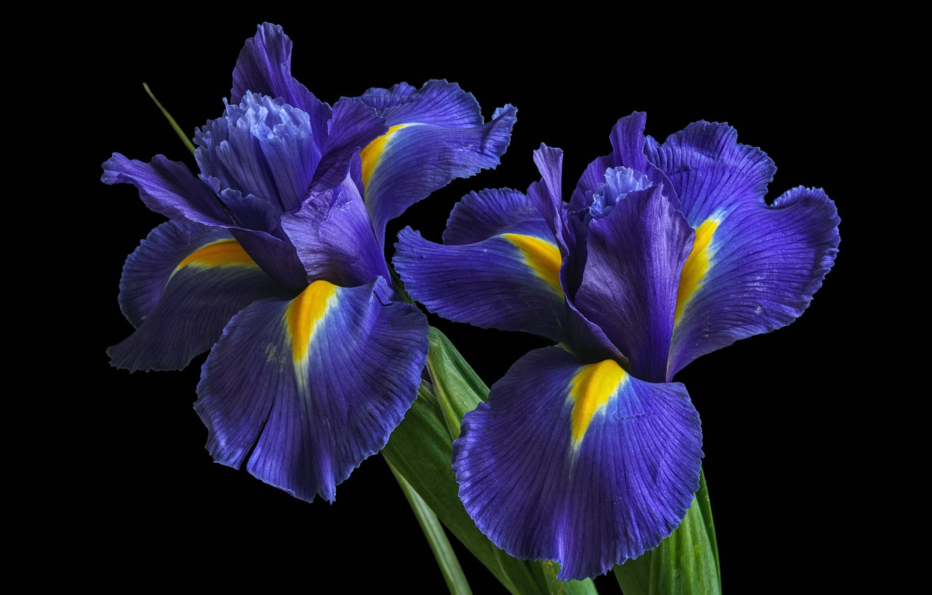 Iris Wallpapers