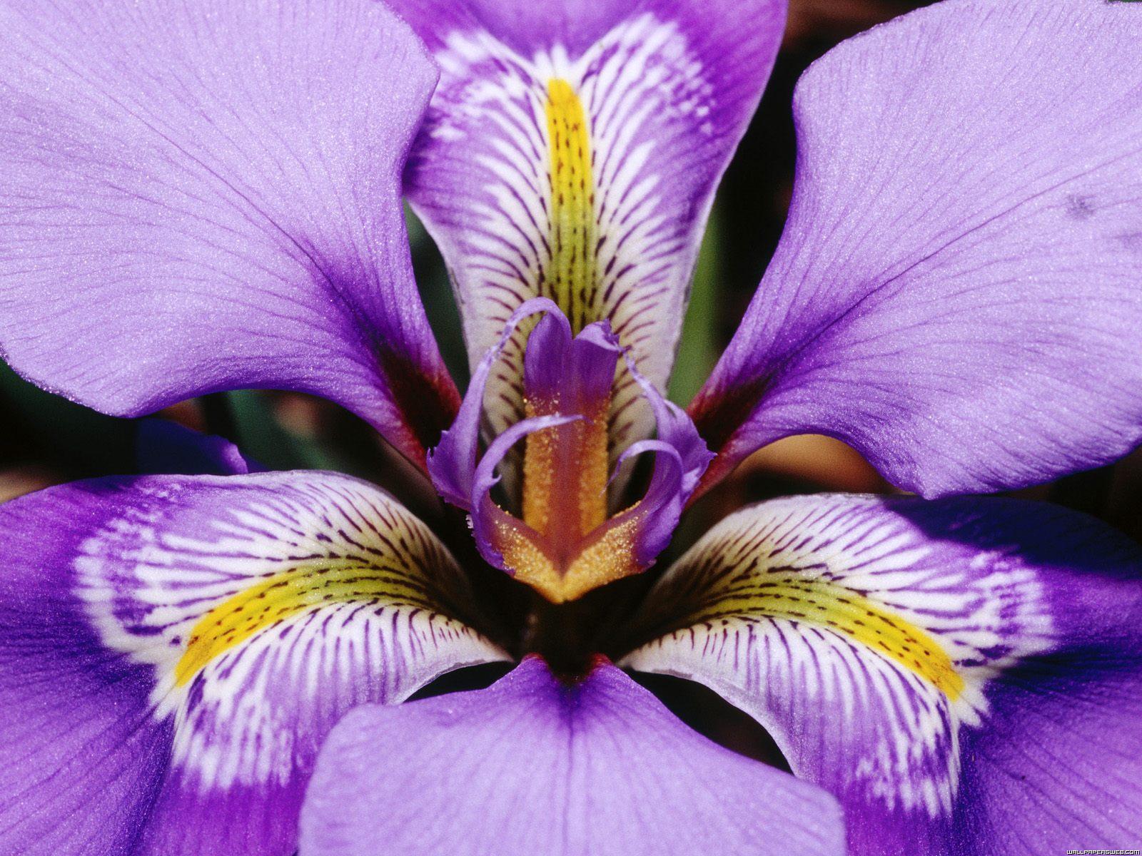 Iris Wallpapers