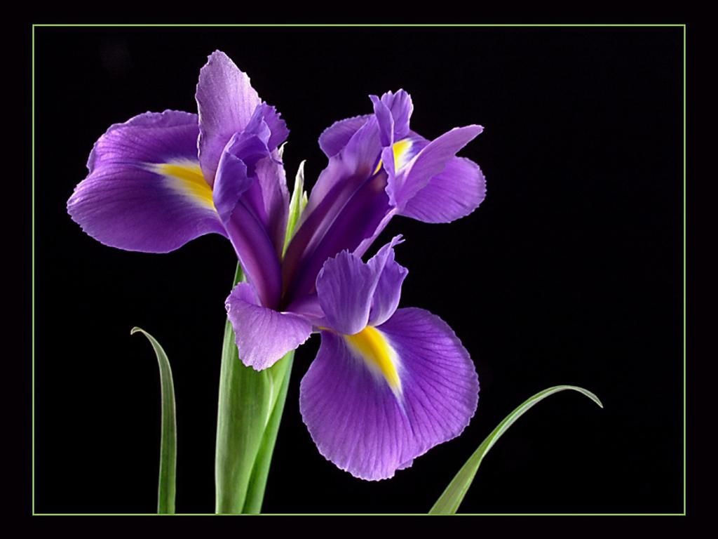 Iris Wallpapers