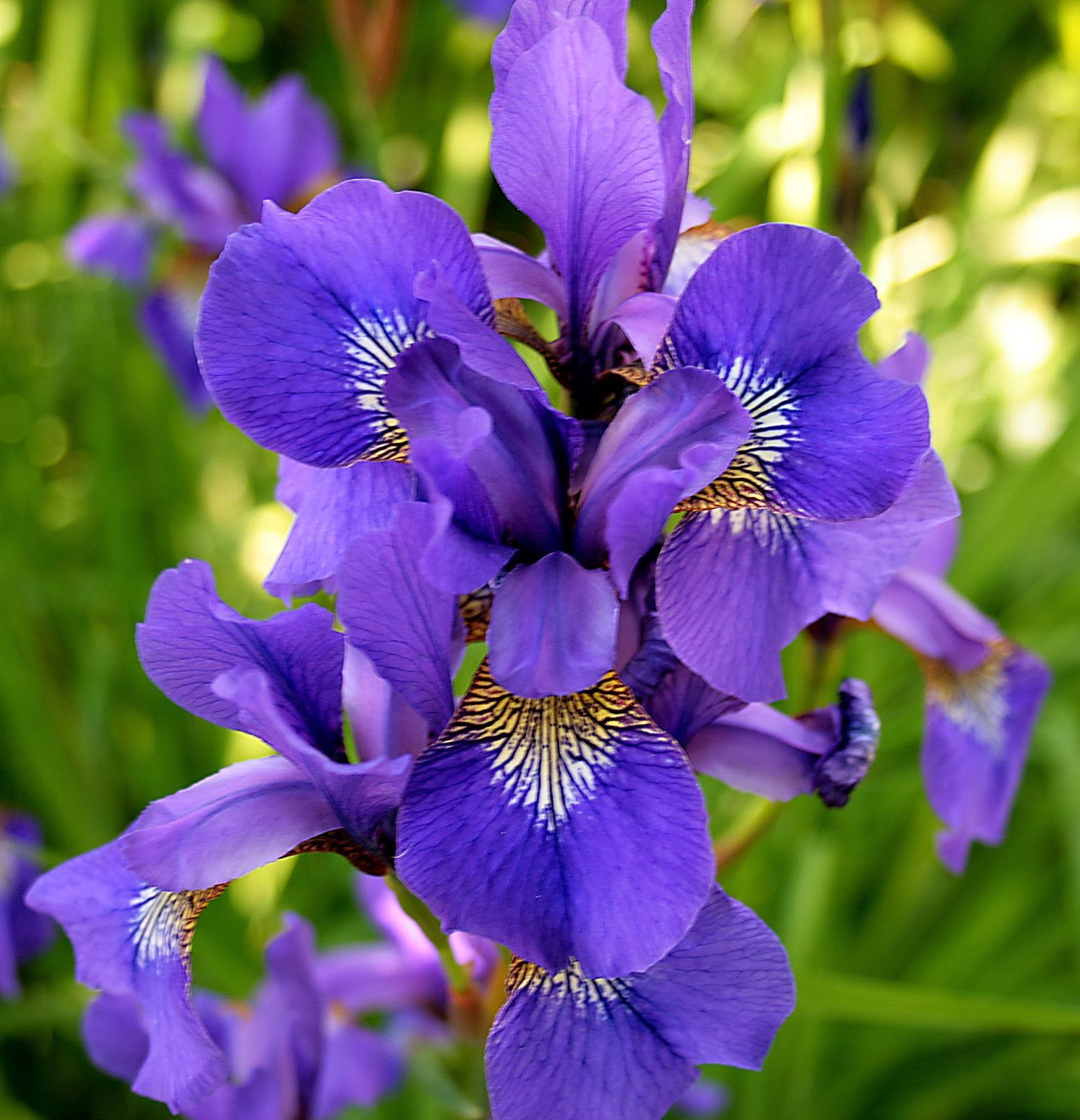 Iris Wallpapers